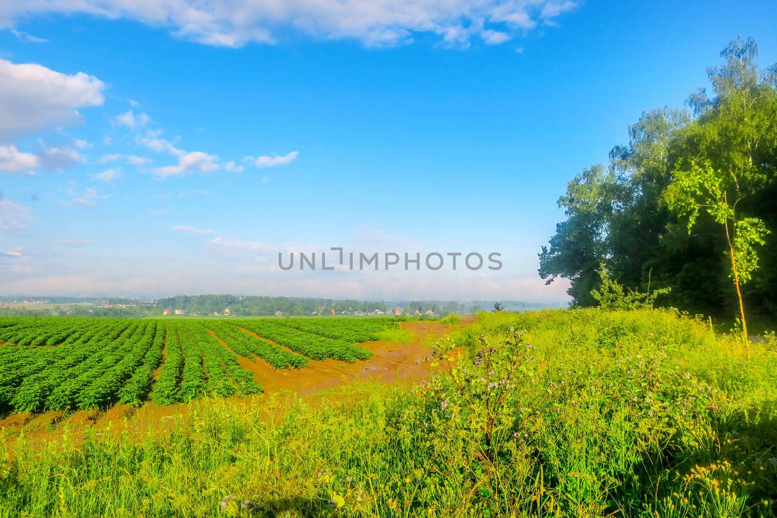 Green crops growing in straight rows in the agricultural field, the landscape in the spring or early summer.