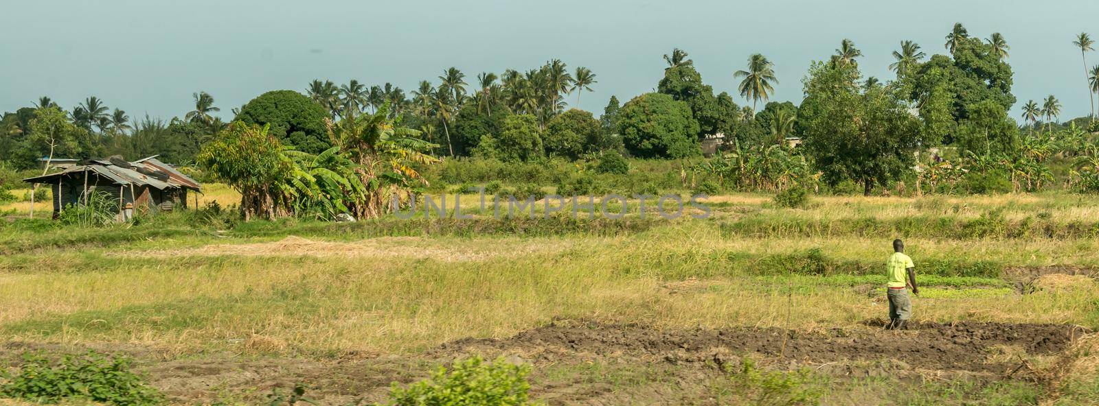 panoramic view of green field with man farming in Zanzibar, Africa