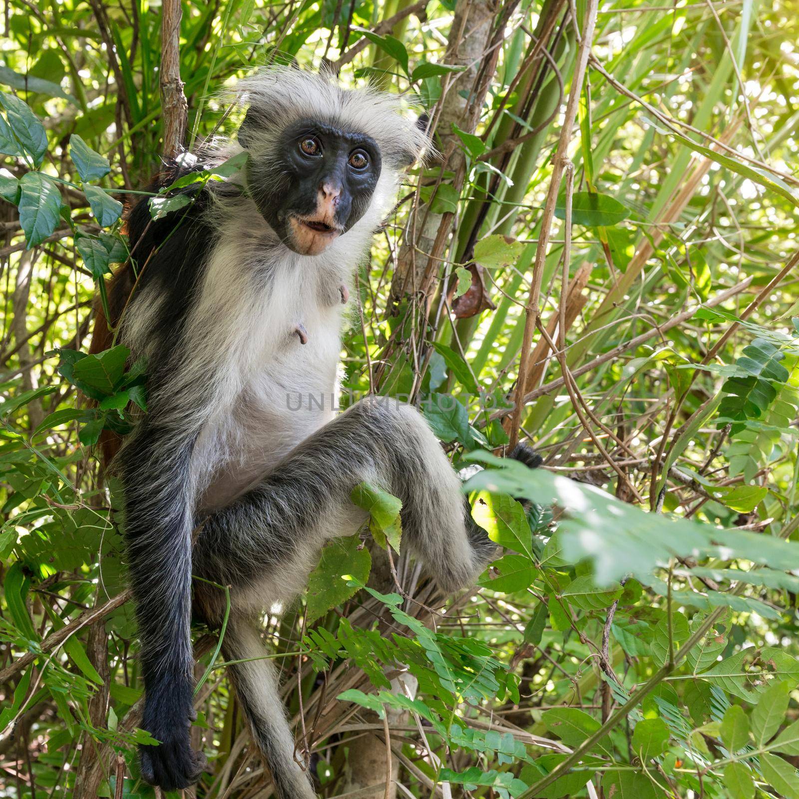 curious shaggy ape on a tree in Jozani Chwaka Bay National Park by tan4ikk1