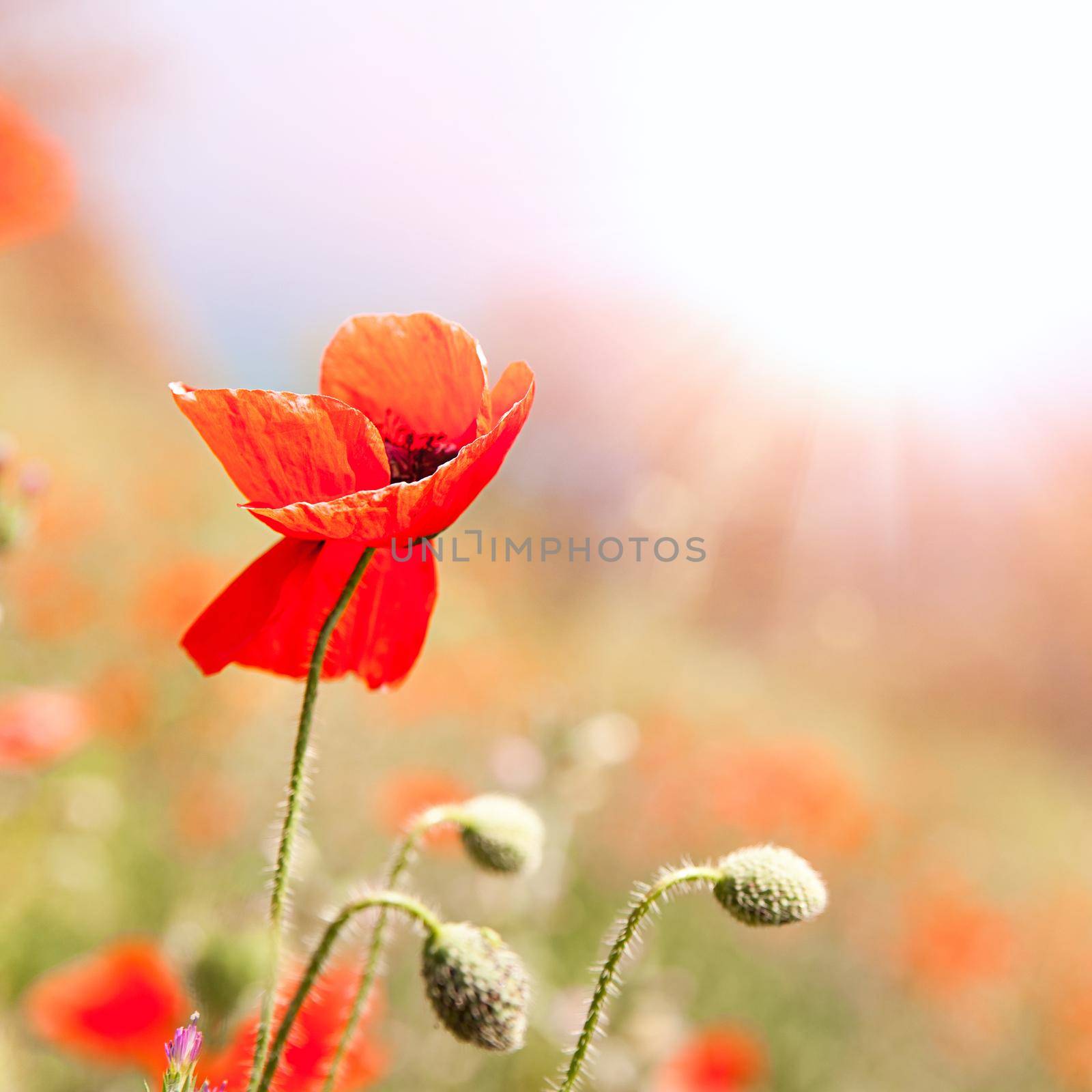 poppies field by tan4ikk1