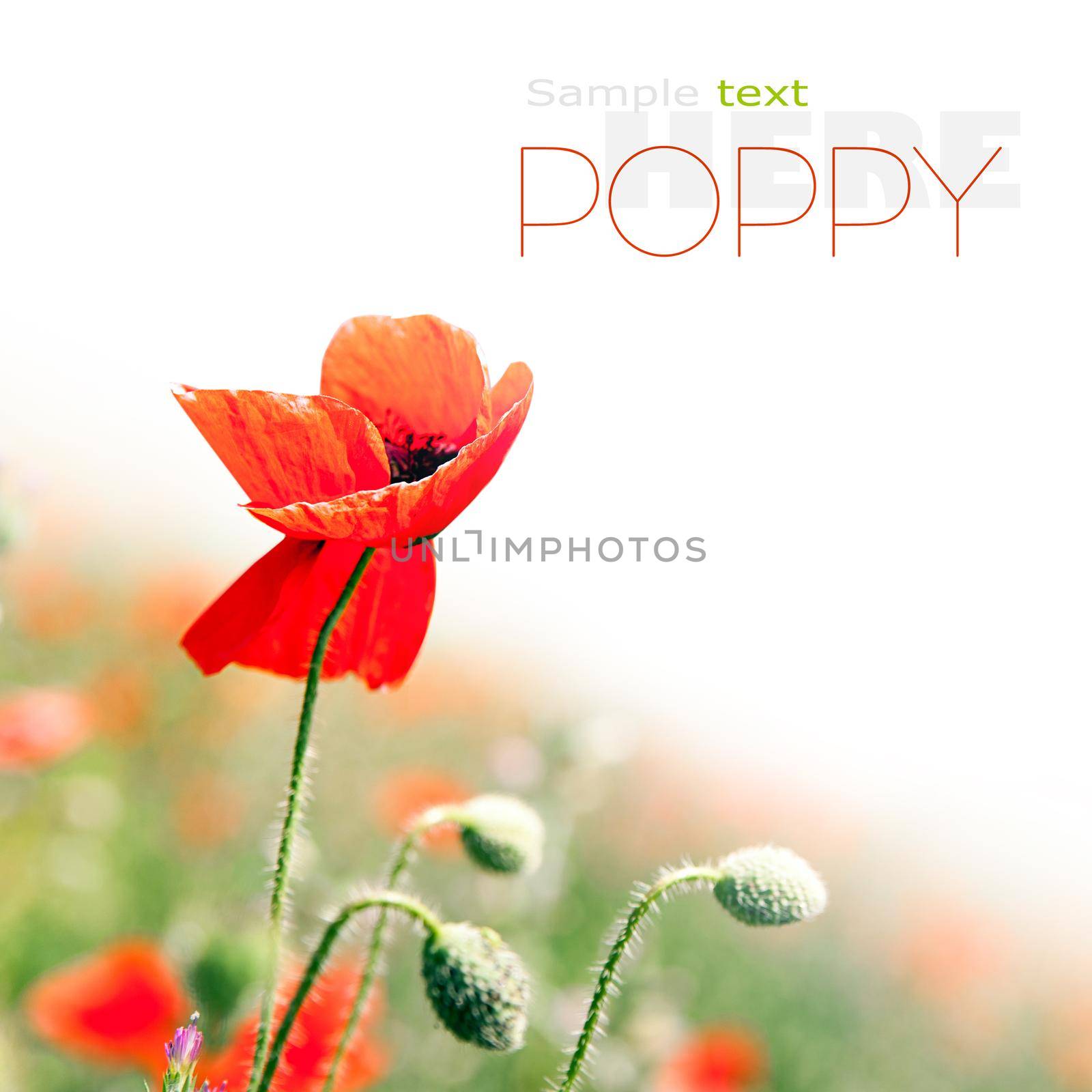poppies field by tan4ikk1