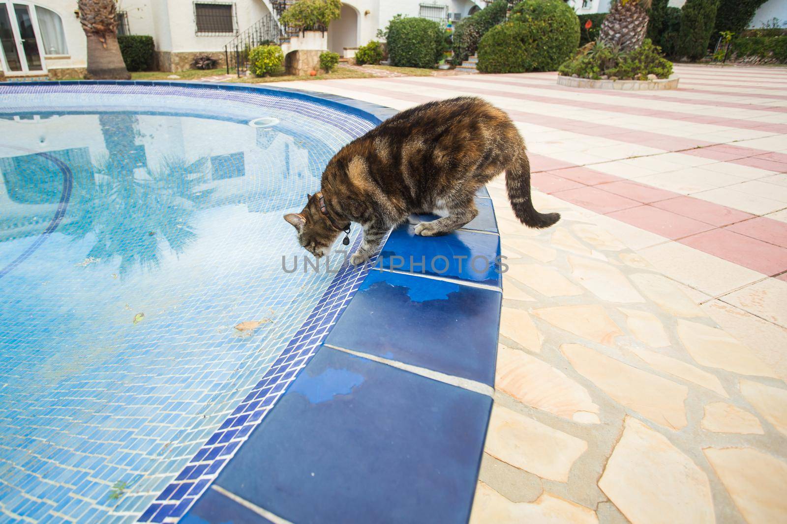 Cute cat drinking water from swimming pool by Satura86