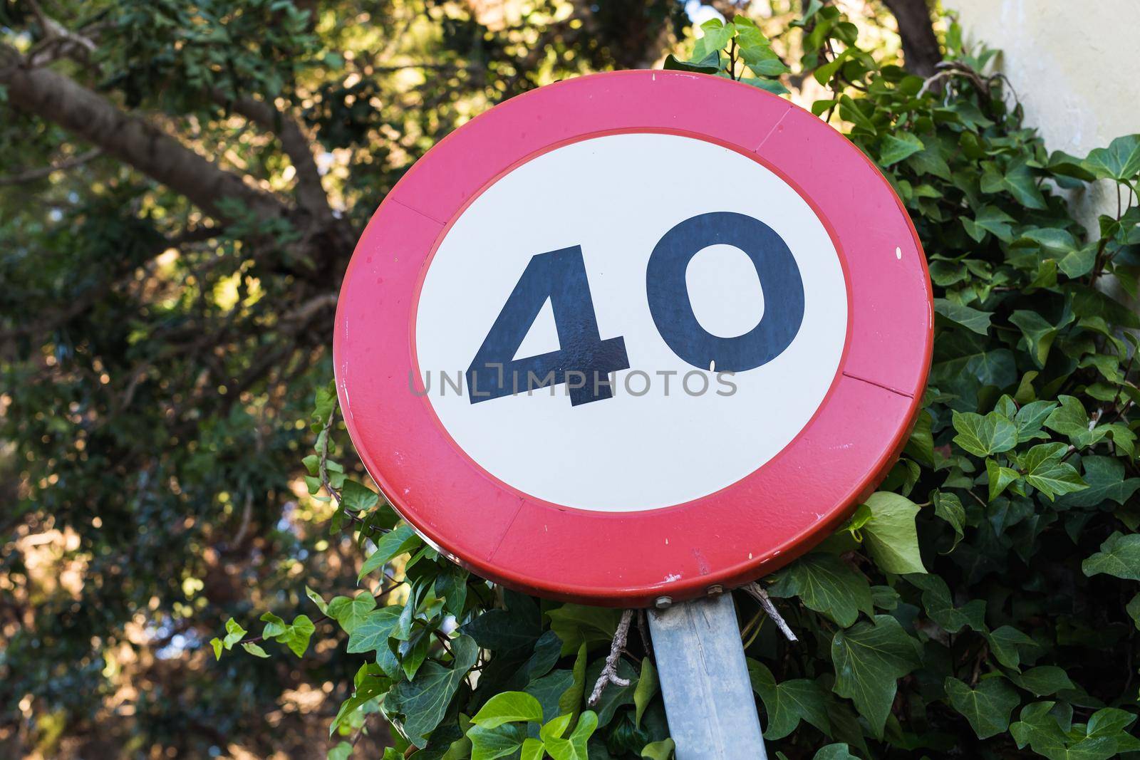 Speed limit traffic sign against green leaves by Satura86