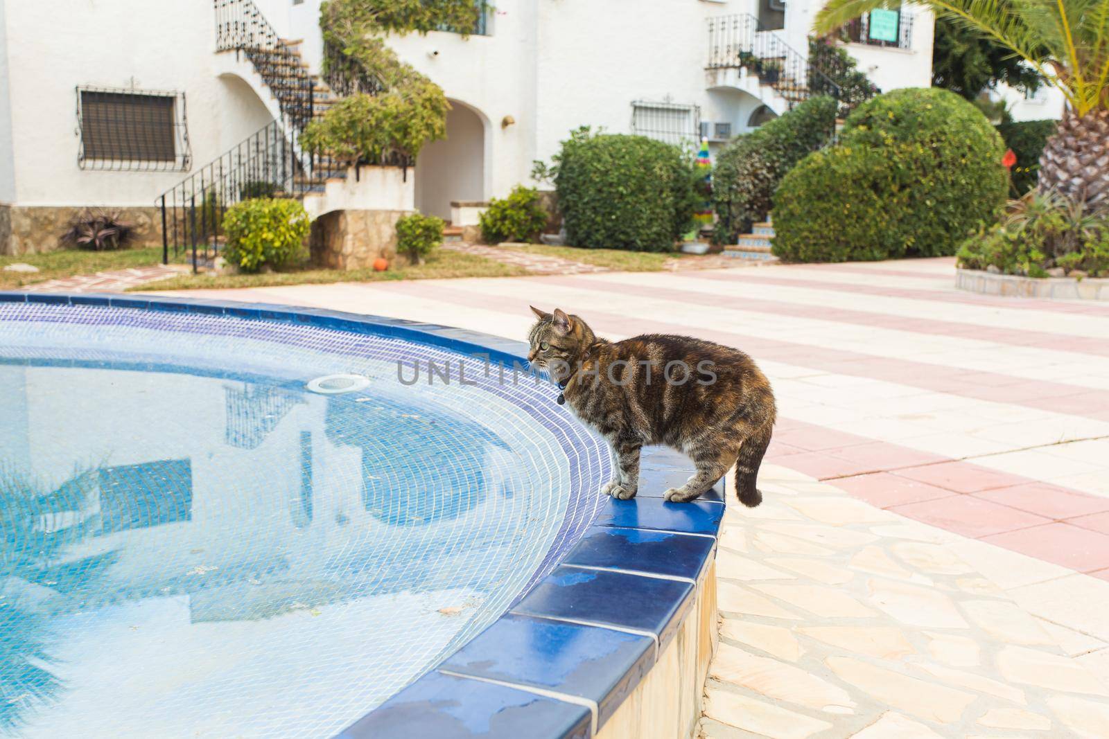 Cute cat drinking water from swimming pool.