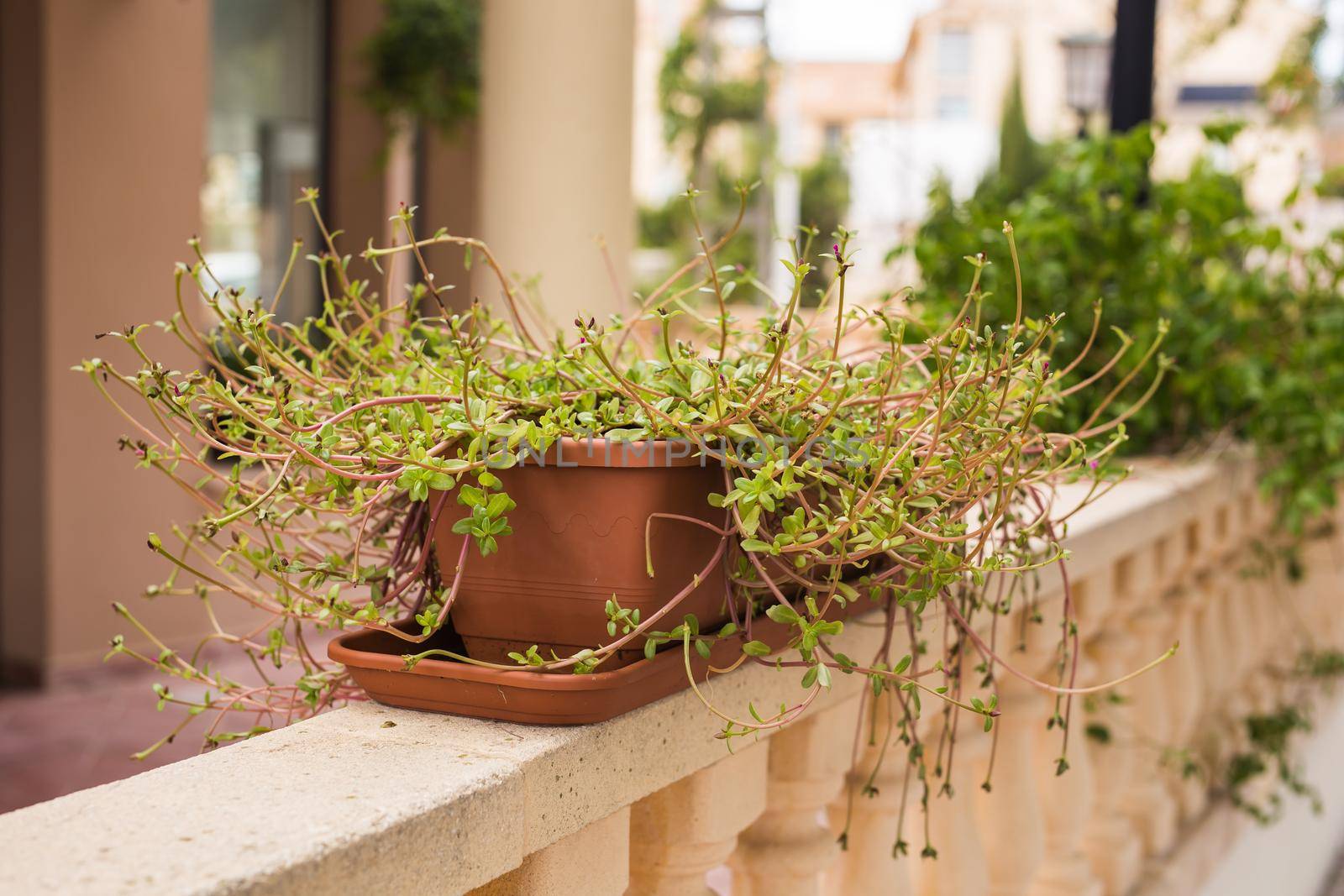 Green potted plants in beautiful pot outdoor by Satura86