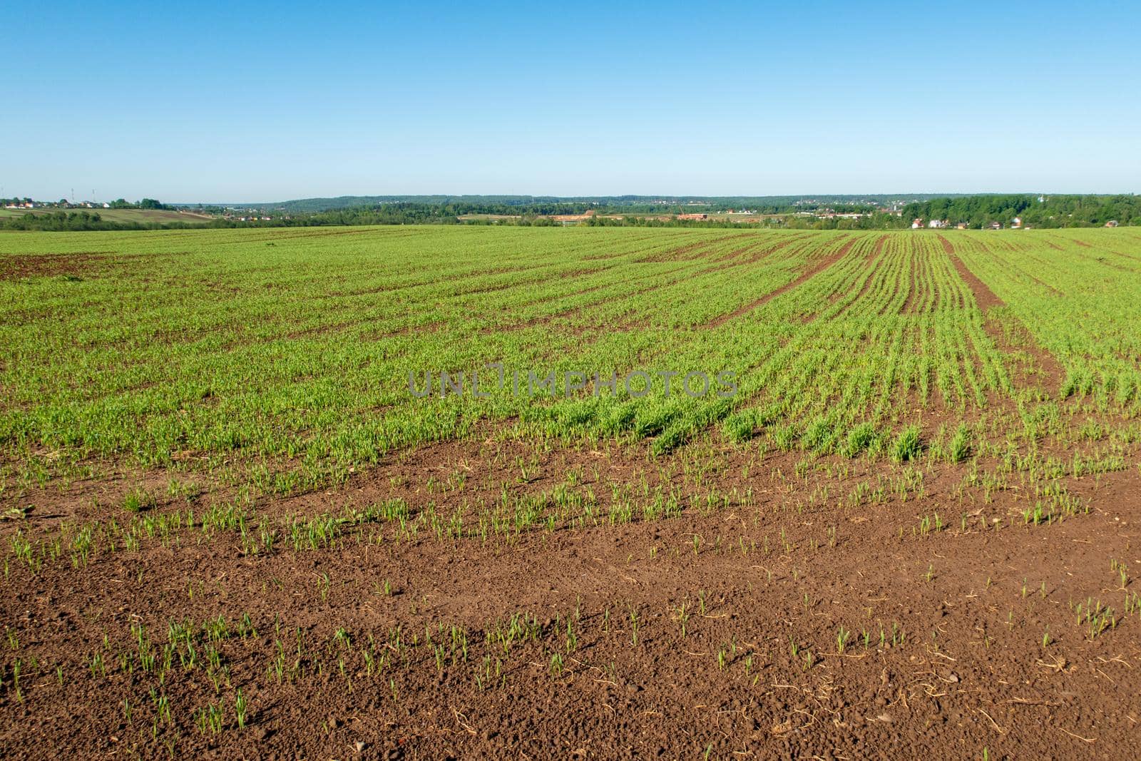 Green crops growing in straight rows in the agricultural field, the landscape in the spring or early summer.