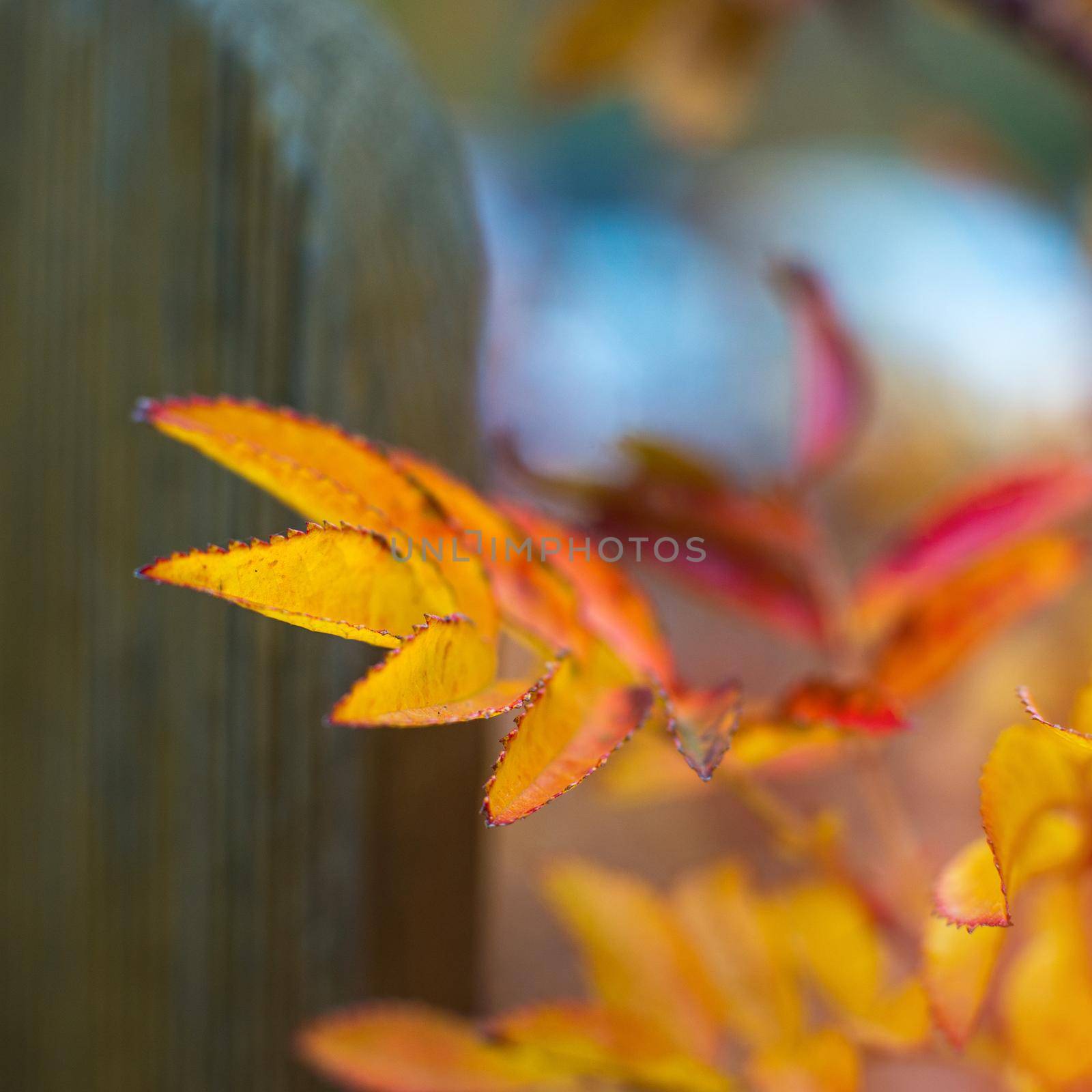 close-up photo of colorful autumn leaves