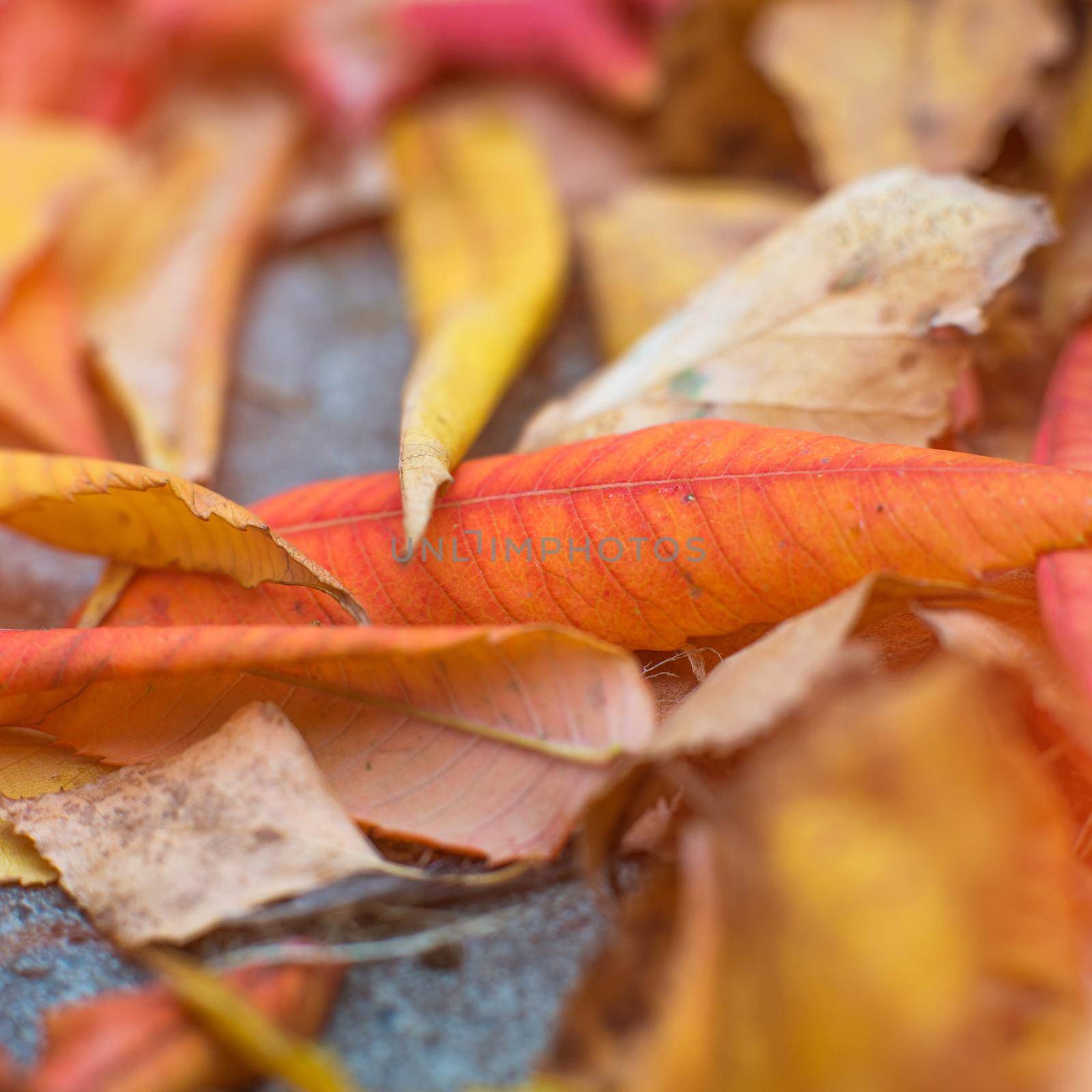 close-up photo of colorful autumn leaves