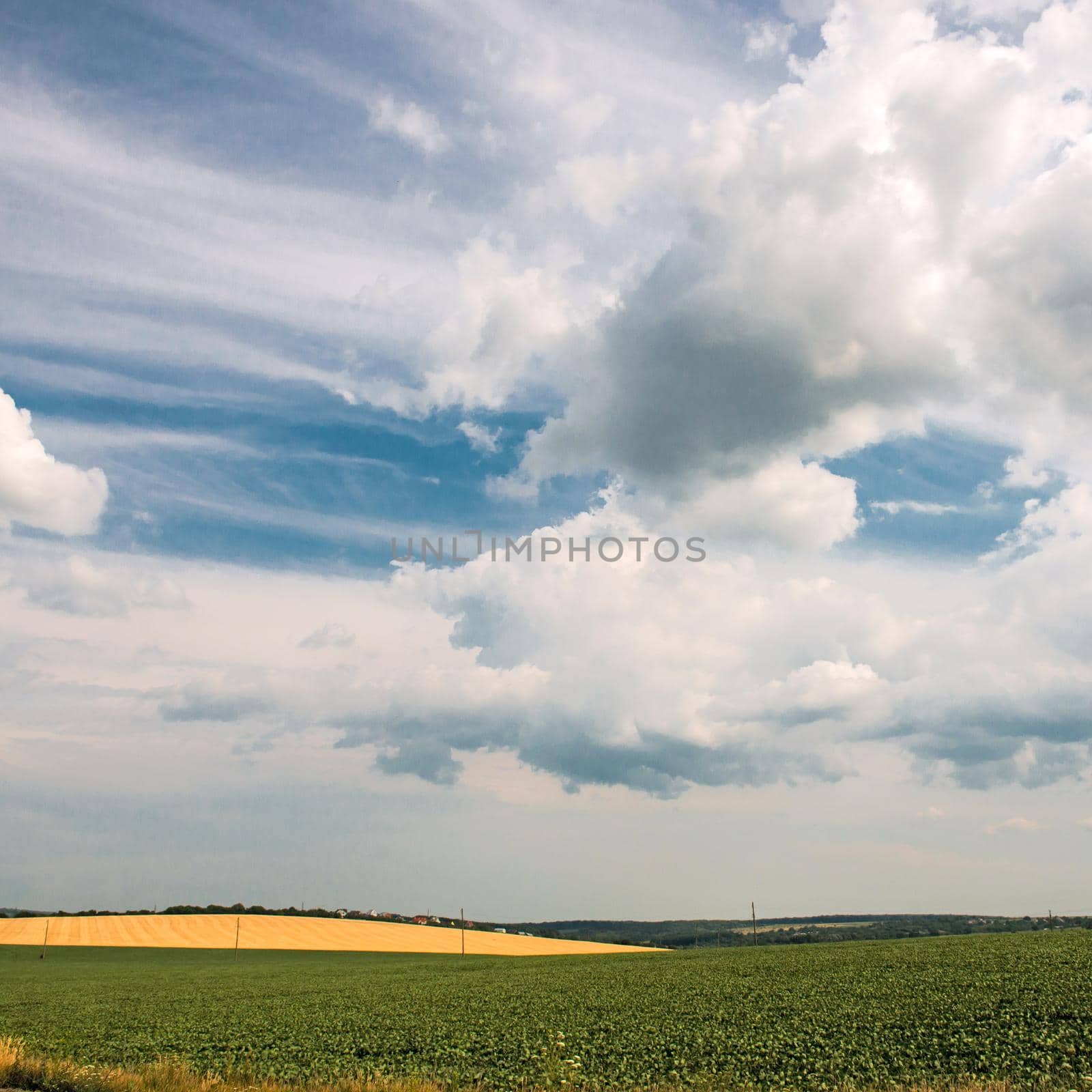 Yellow-green field under the clouds by tan4ikk1