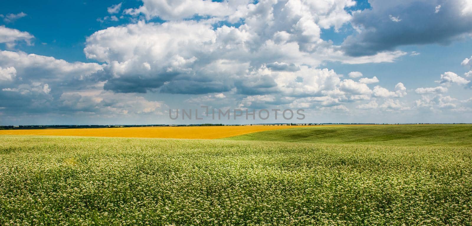 Yellow-green field under the beautiful clouds