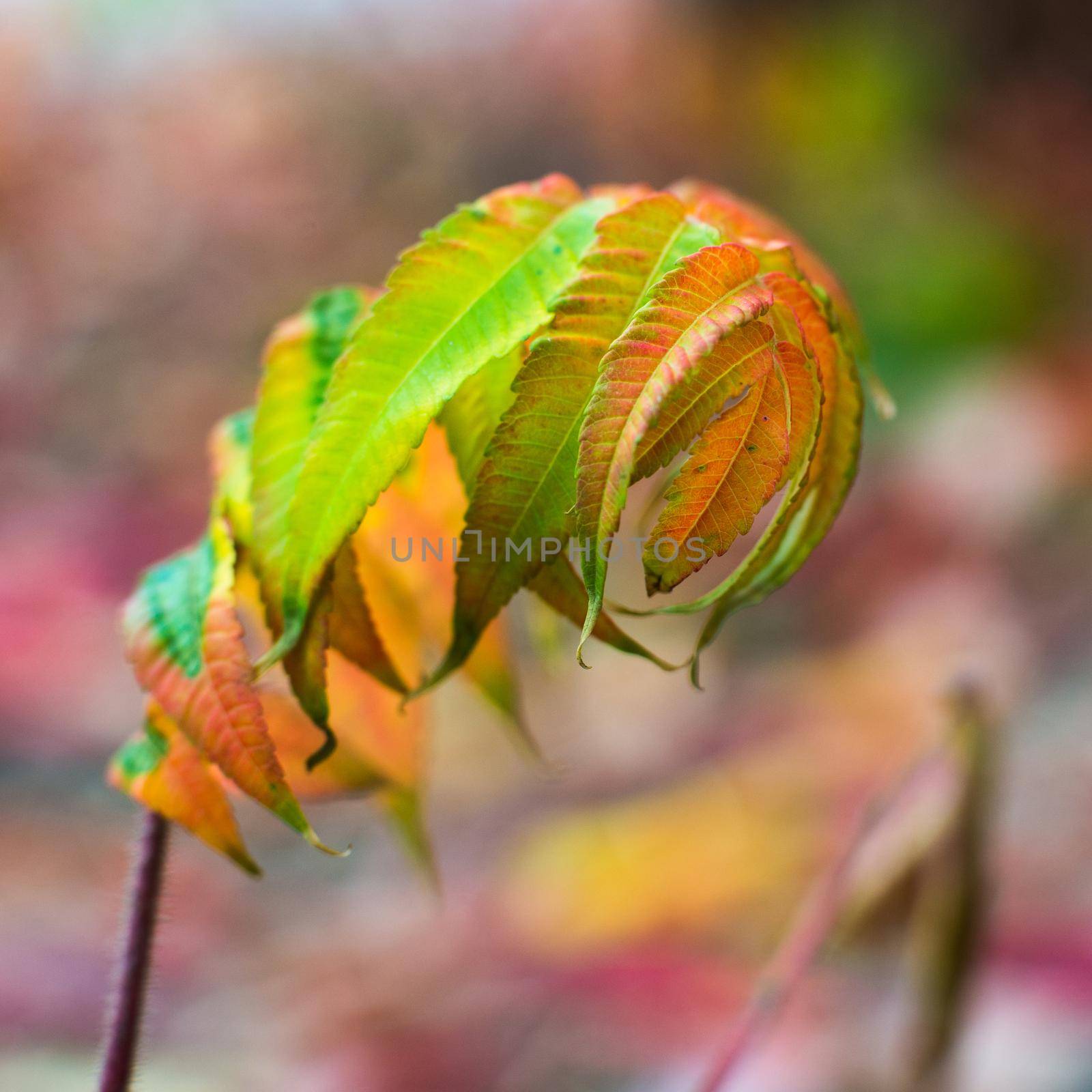 close-up photo of colorful autumn рябины leaves