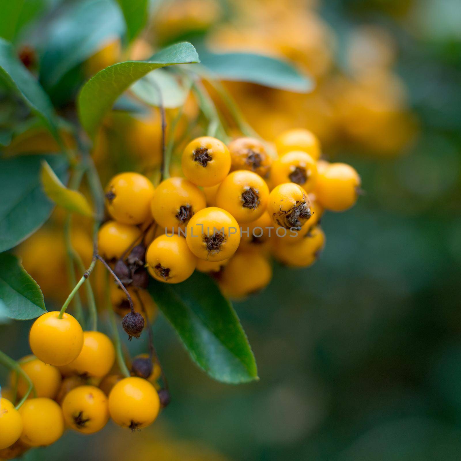 close-up photo of colorful autumnn rowan berries