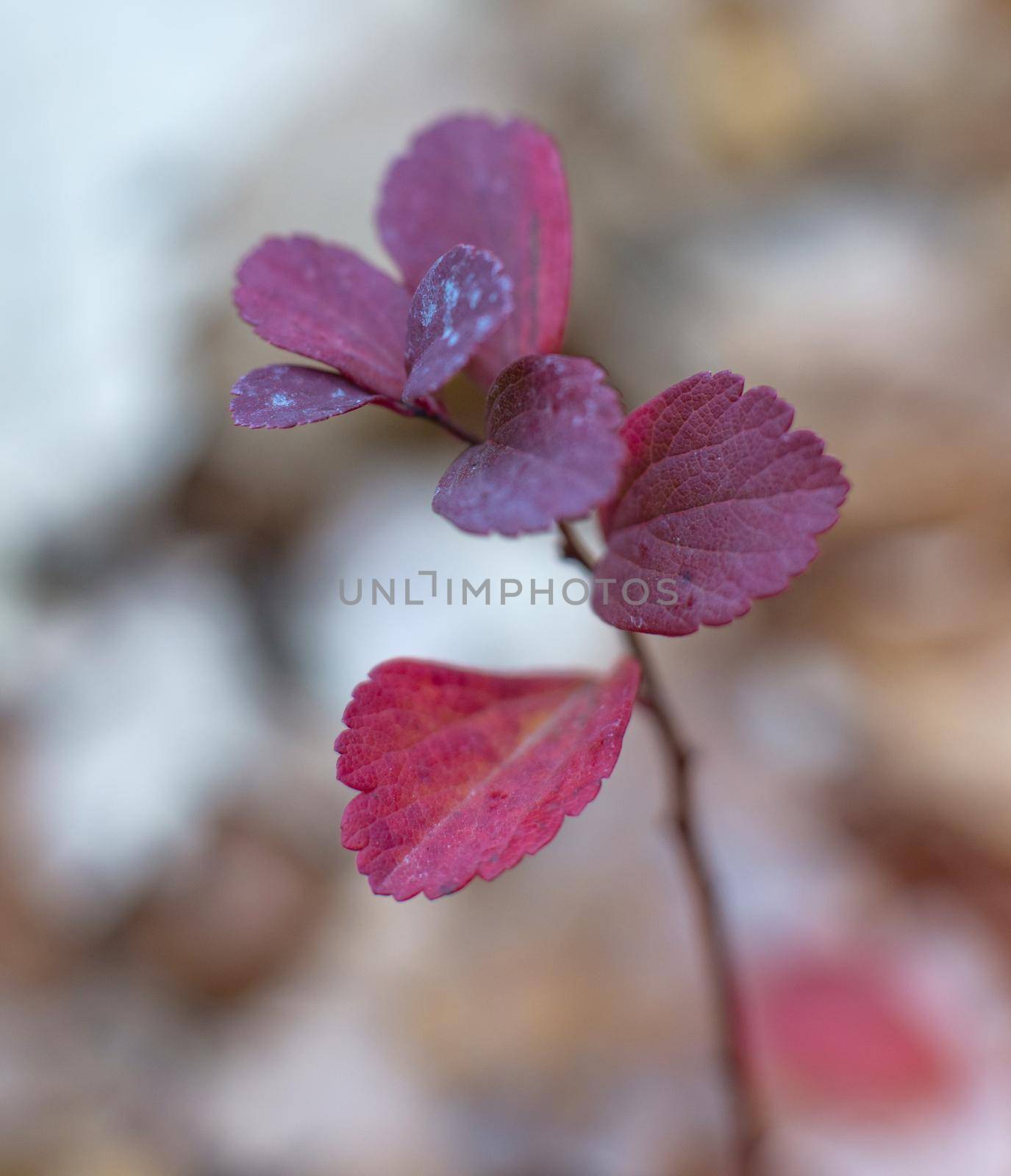 close-up photo of colorful autumn leaves. soft focus