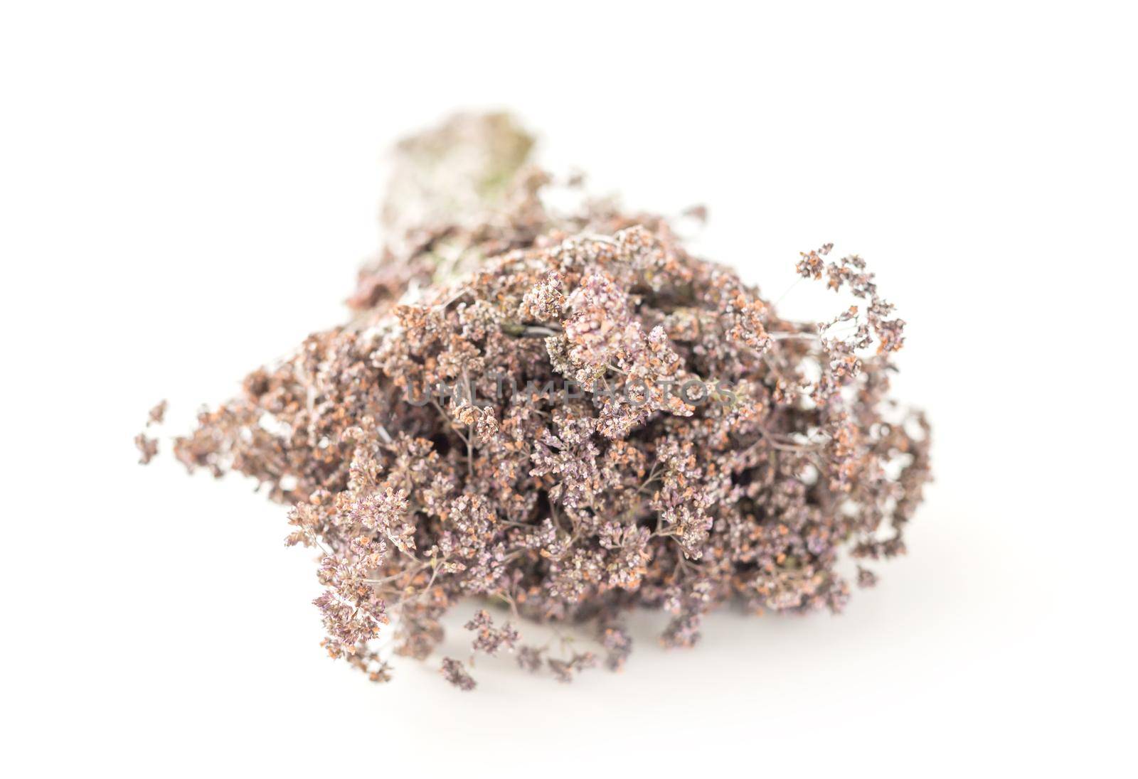 dried oregano flowers by tan4ikk1