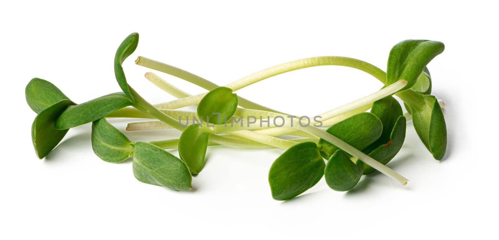 Bunch of micro green sprouts isolated on white background. close up.