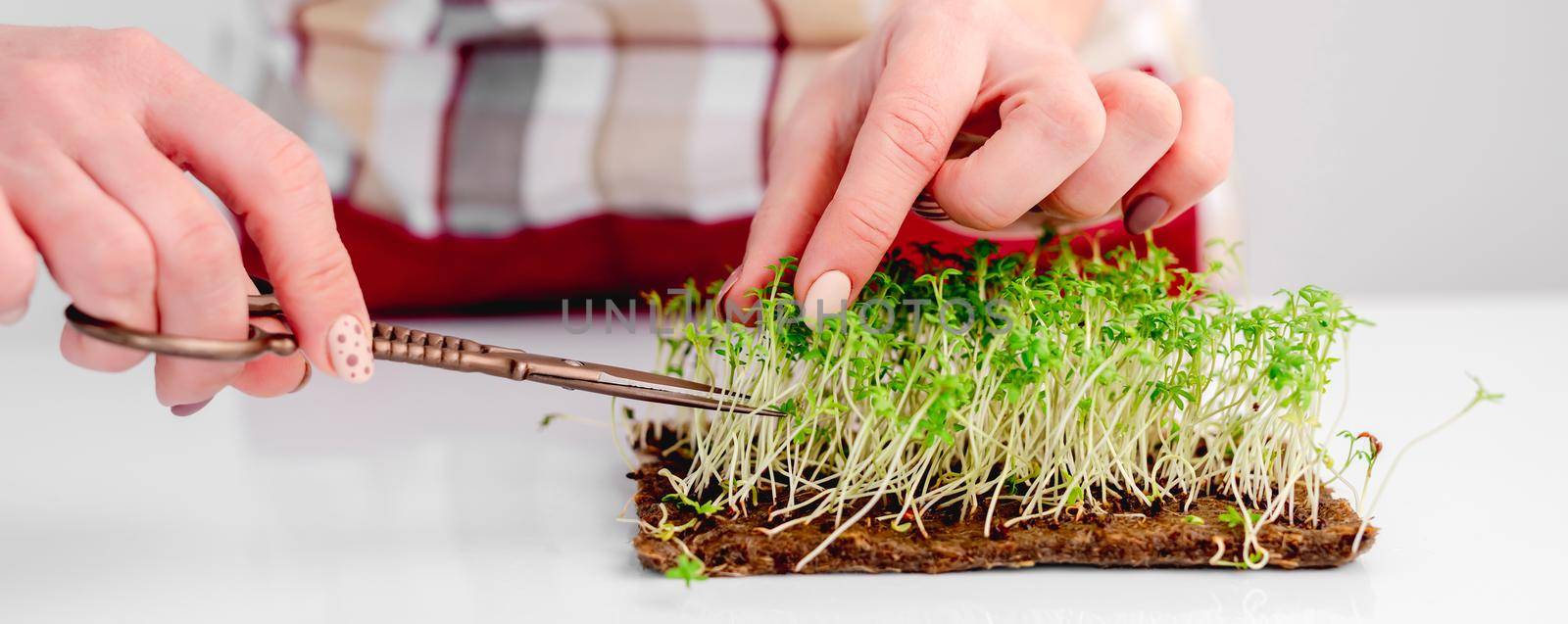 Hands cut organic growing flax microgreens with scissors at the kitchen