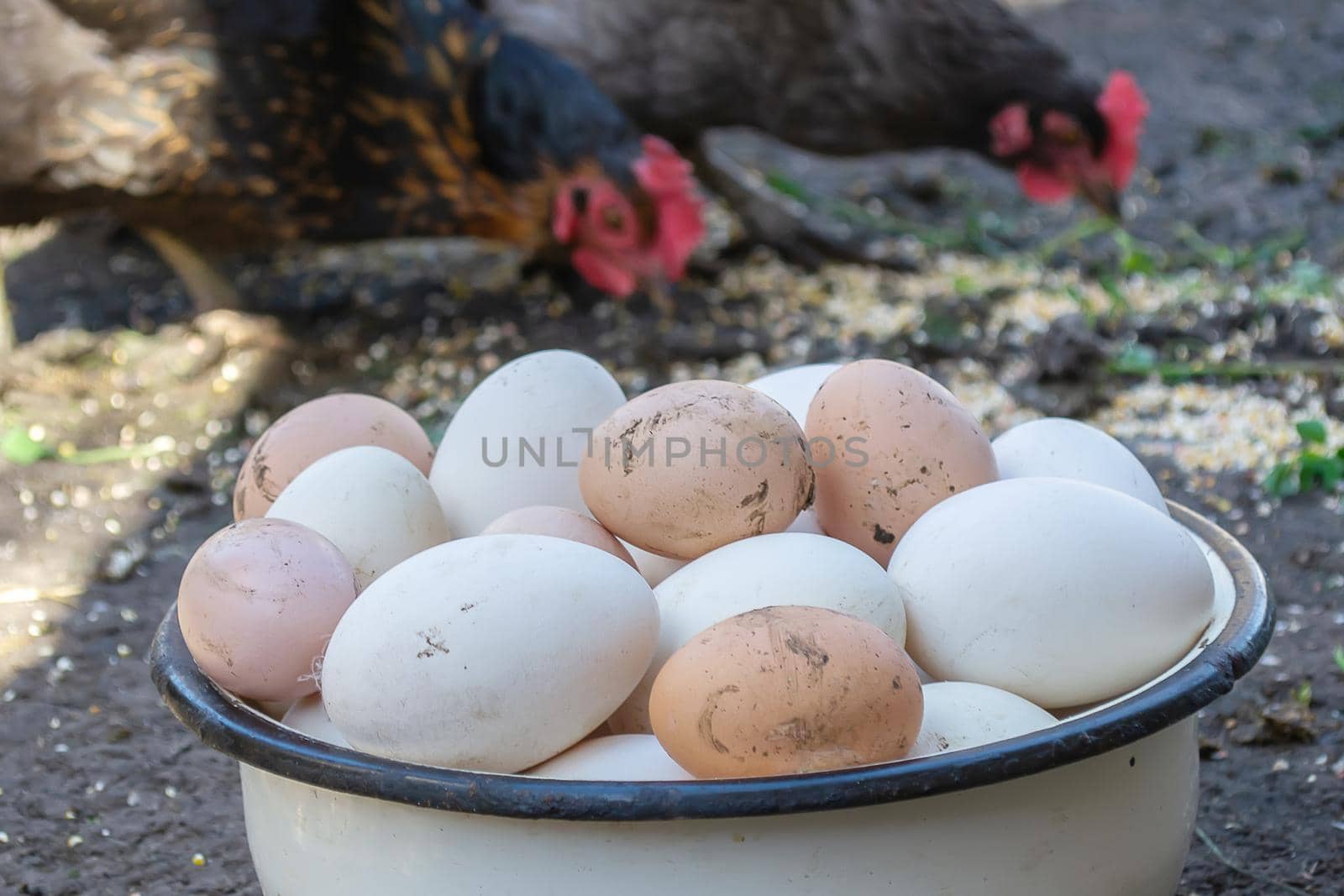 geese and chicken on the farm, eggs in a bowl. selective focus by Anuta23