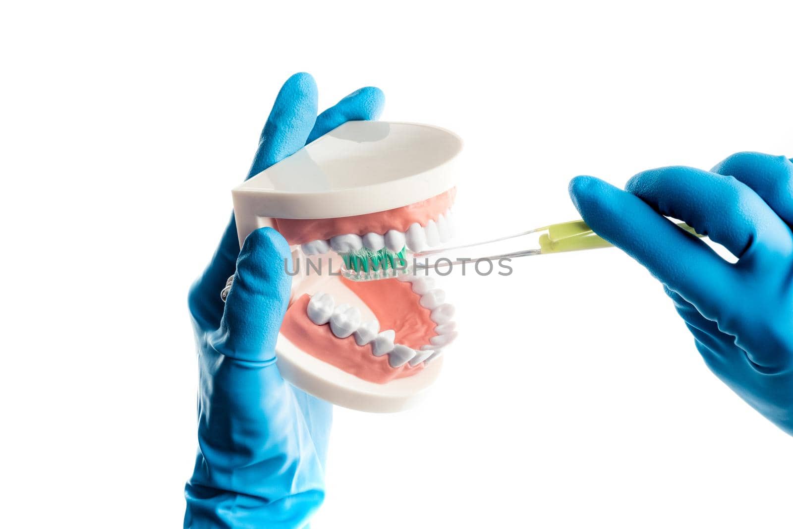 Hands in blue gloves brushing teeth model isolated on white background