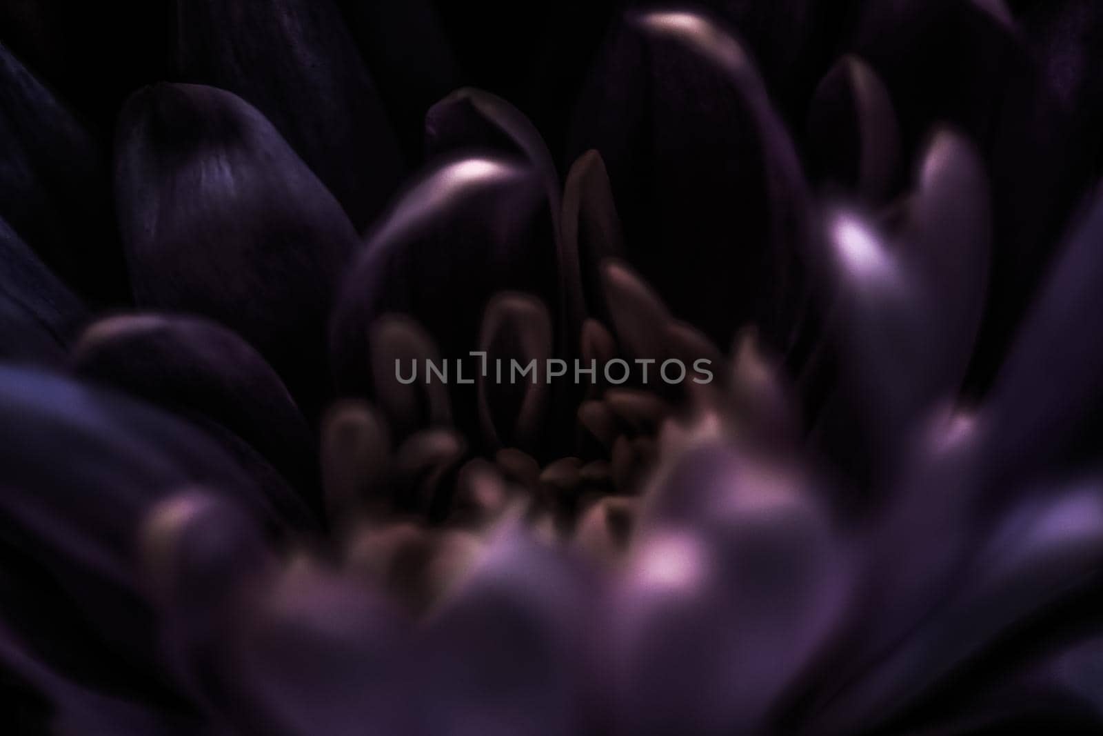 Purple daisy flower petals in bloom, abstract floral blossom art background, flowers in spring nature for perfume scent, wedding, luxury beauty brand holiday design by Anneleven