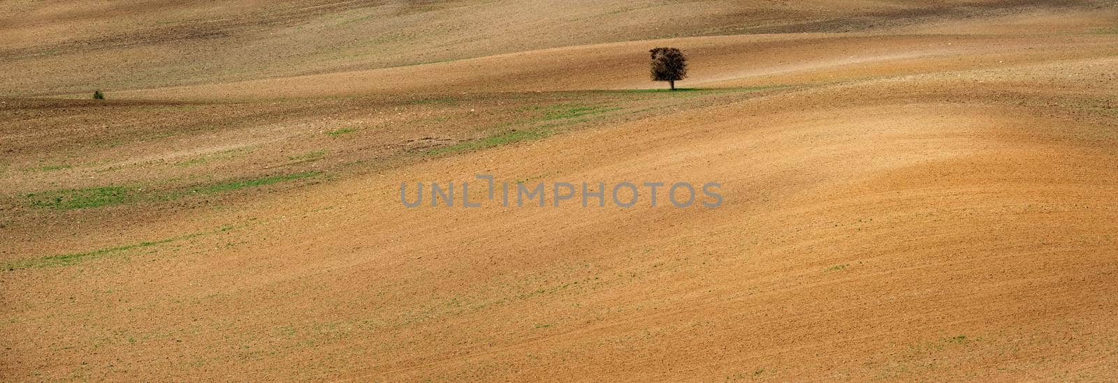 Lonely tree on spacious Moravian czech fied by tan4ikk1