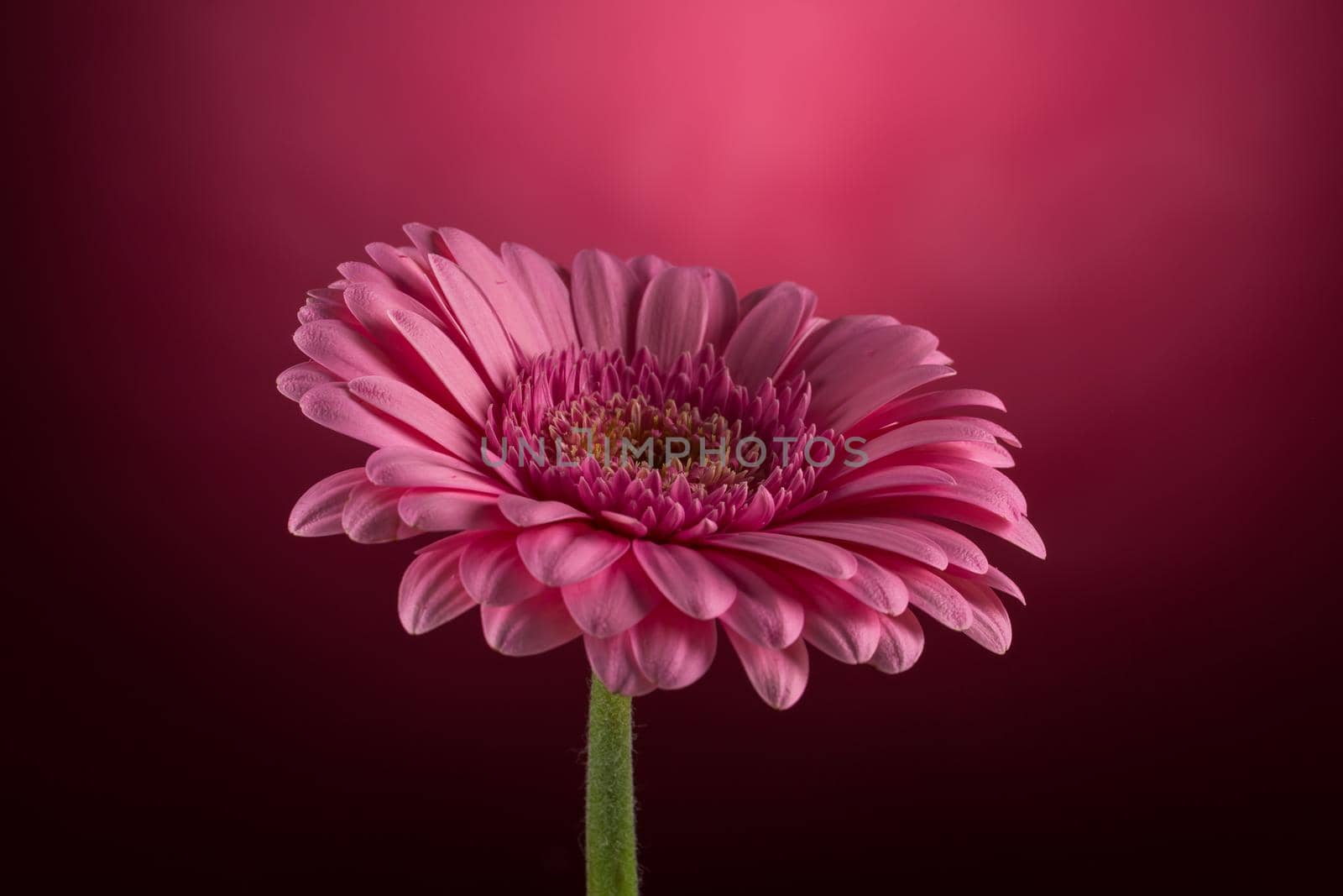 Pink Gerbera flower  by RTsubin