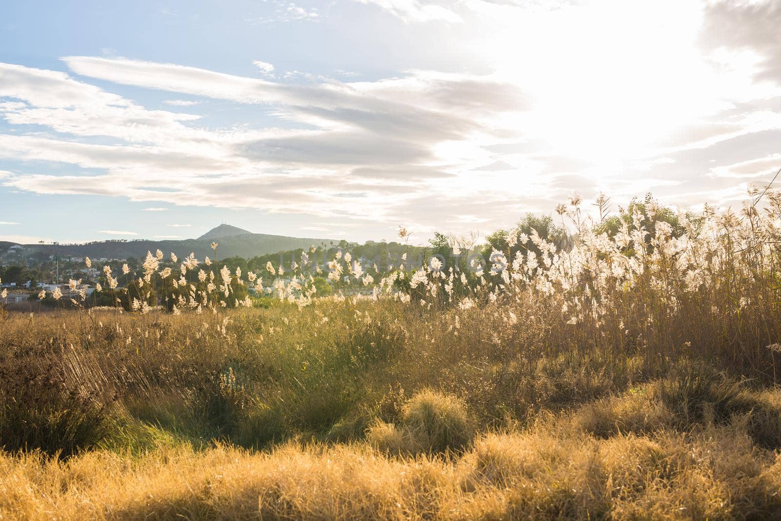 Nature and landscape concept - Yellow autumn meadow on the background of mountains.