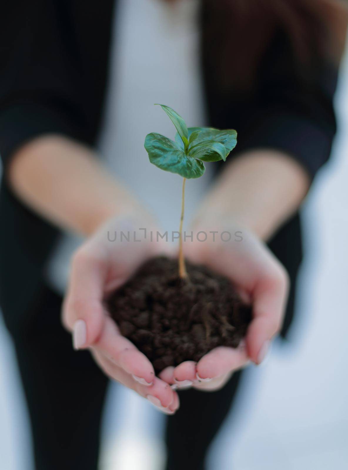 close up. business woman holding a fresh sprout.the concept of ecological business