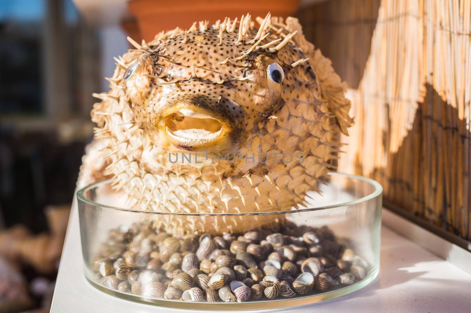 Blowfish or puffer fish in Souvenir shop. Porcupine Fish.