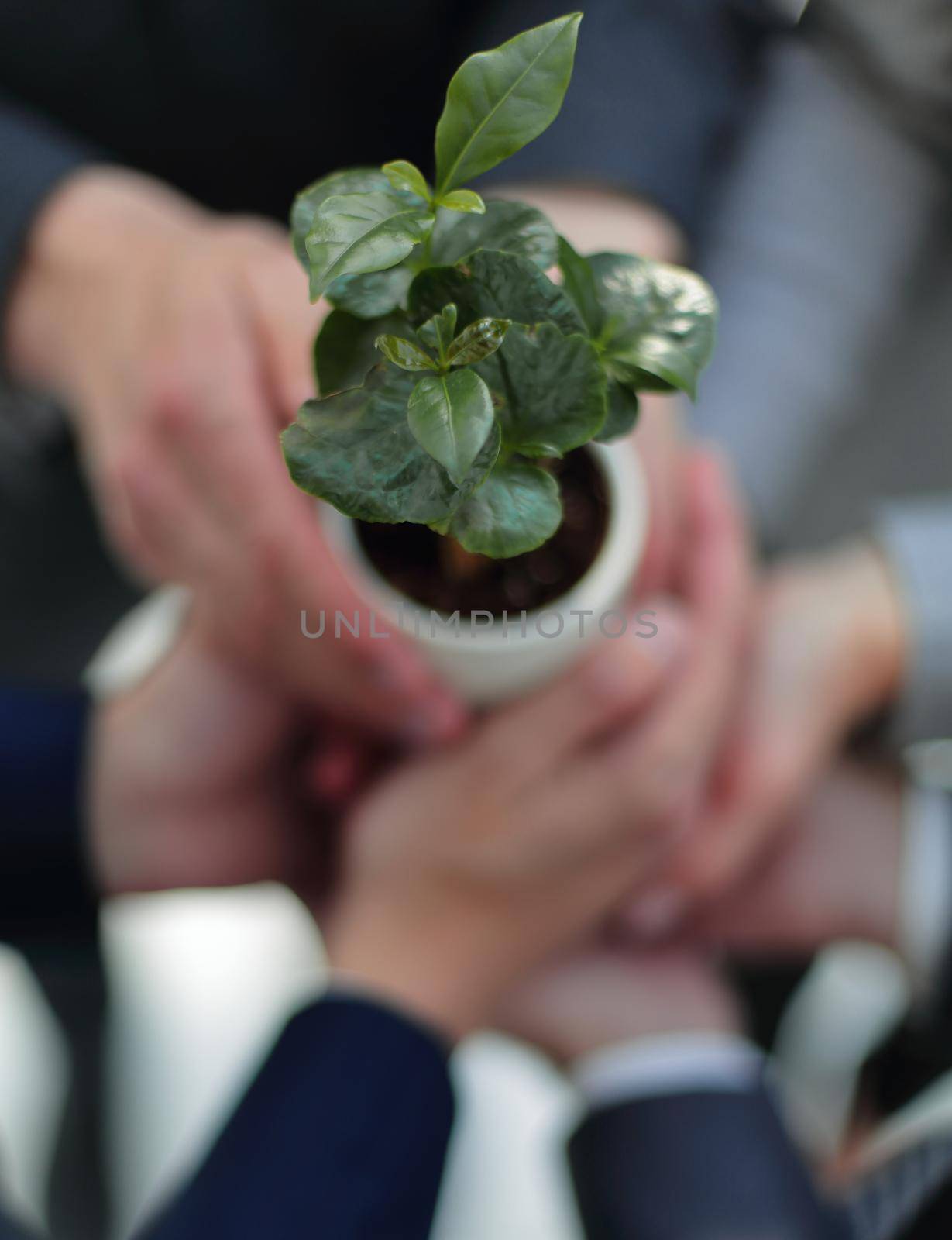 close up.the business team shows a young plant .The concept of a startup