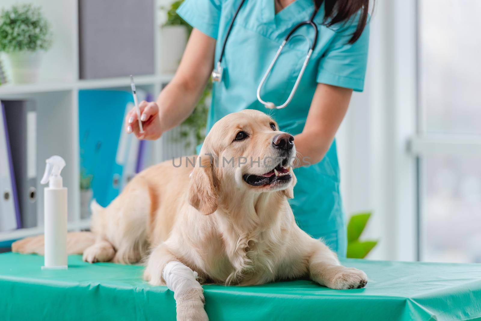 Golden retriever dog in veterinary clinic by tan4ikk1