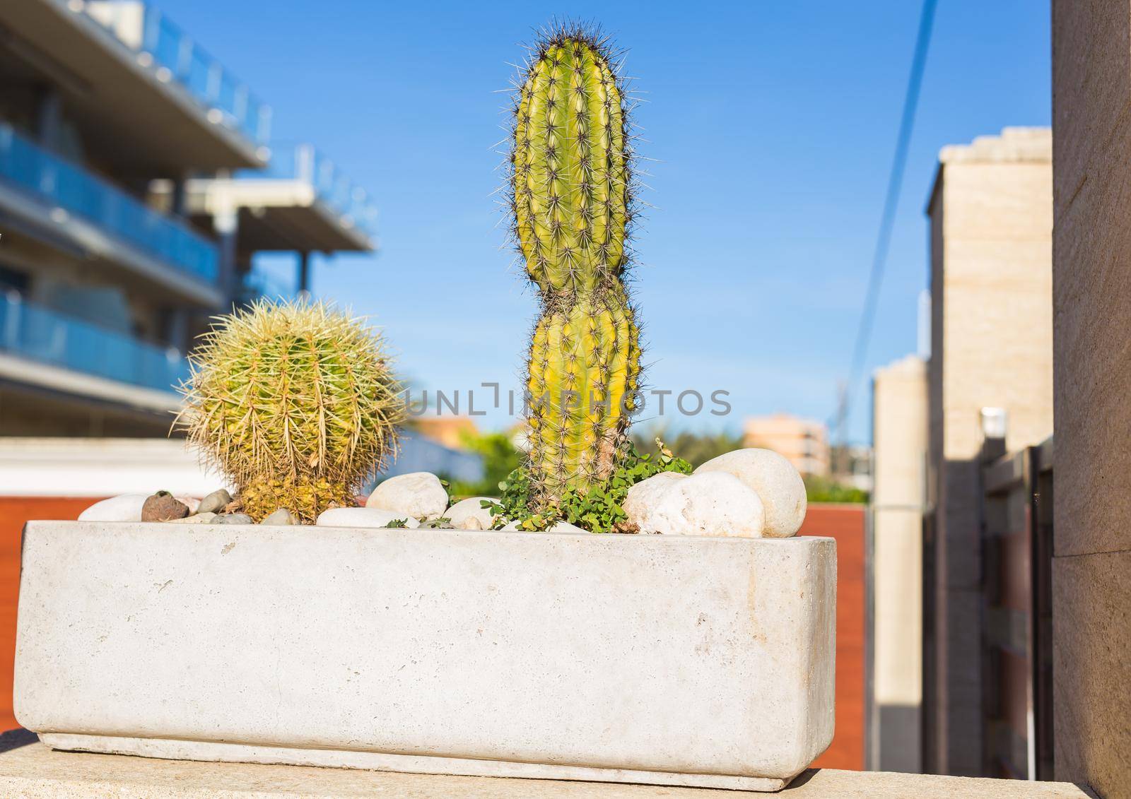 Decoration, nature and village concept - Cactuses in a flower pot, beautiful decoration in garden