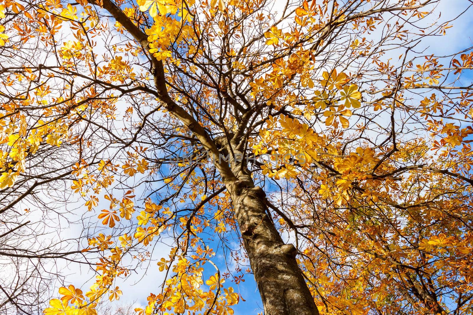 tree with yellow autumn leave by RTsubin