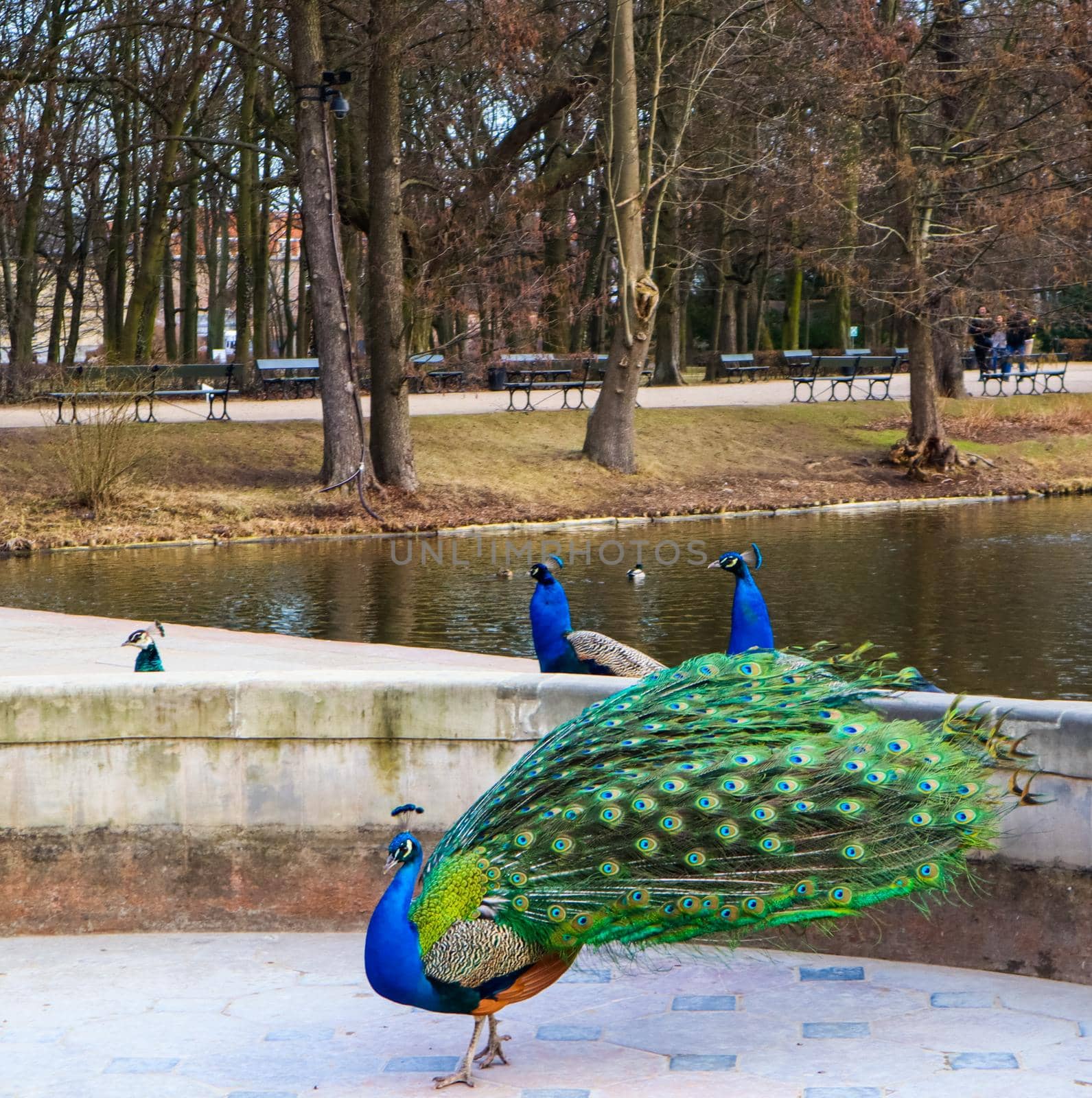 Beautiful and colorful peacock in Royal Baths Park. Warsaw, Poland