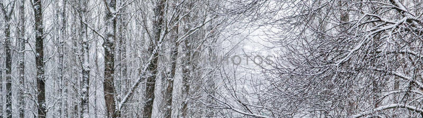Snowing landscape, winter holiday concept - Fairytale fluffy snow-covered trees branches, nature scenery with white snow and cold weather. Snowfall in winter park. Soft focus