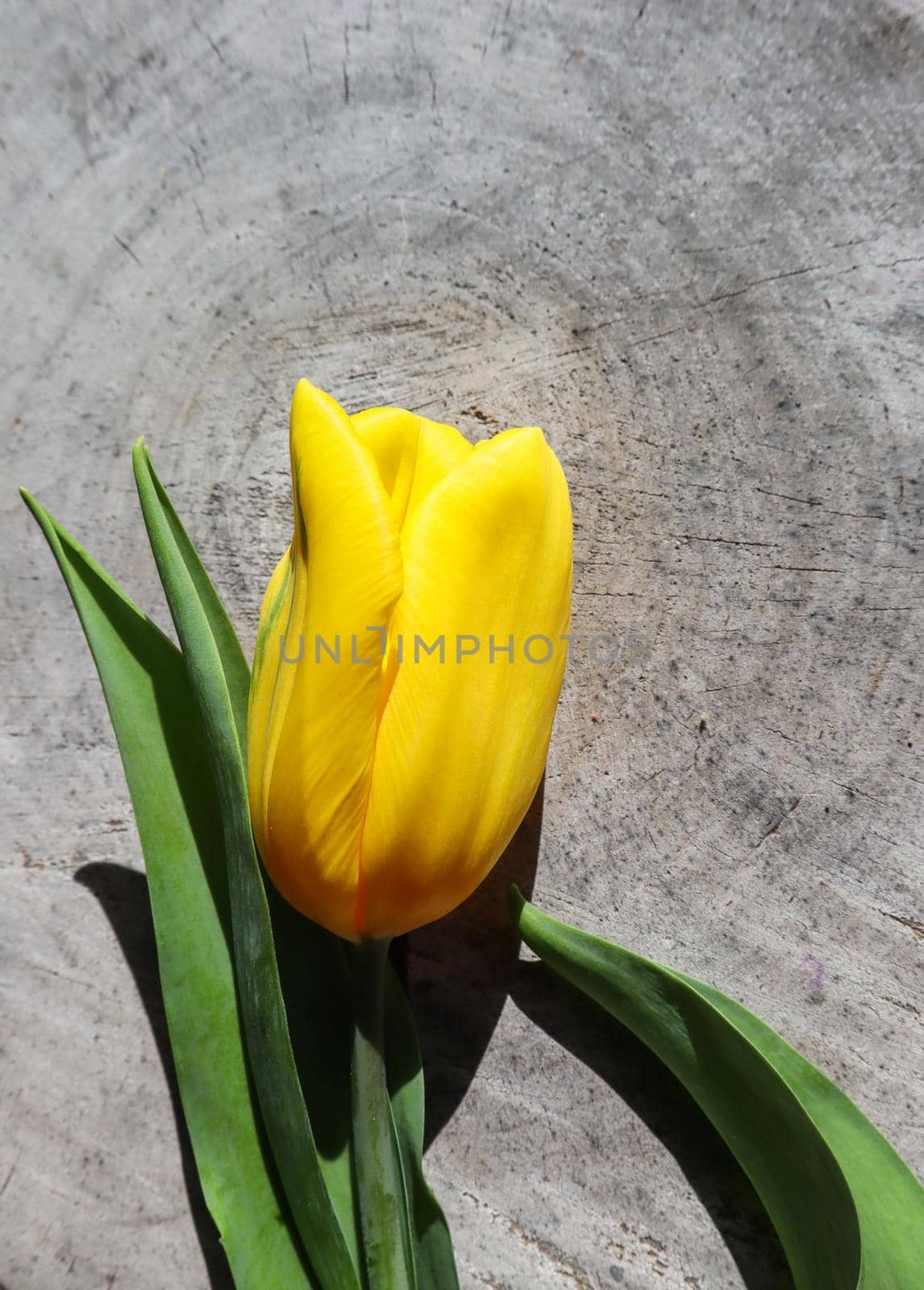 Beautiful yellow tulip on the rough surface of an old stump