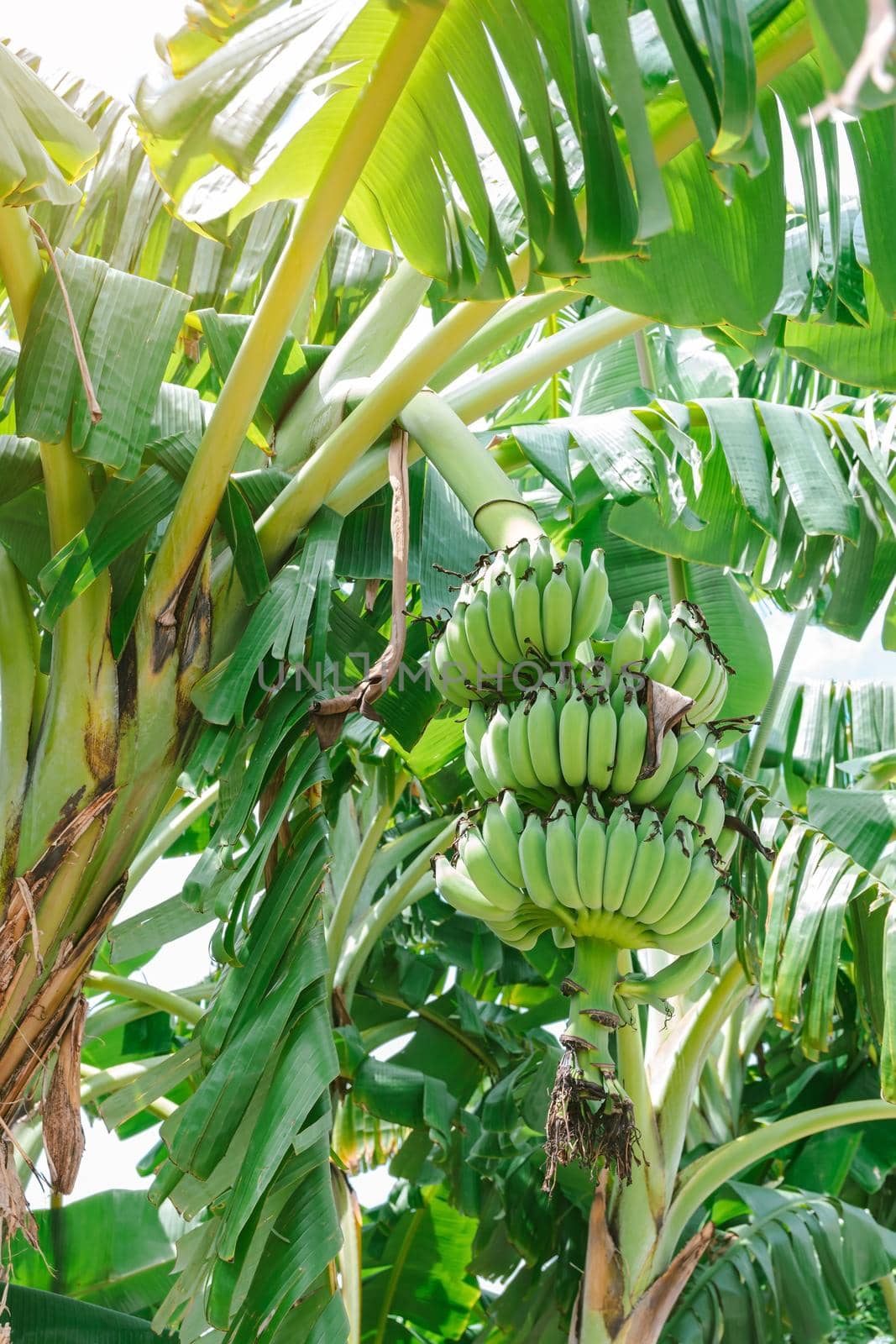 Group of green unripe bananas that are gathered on the same branch.