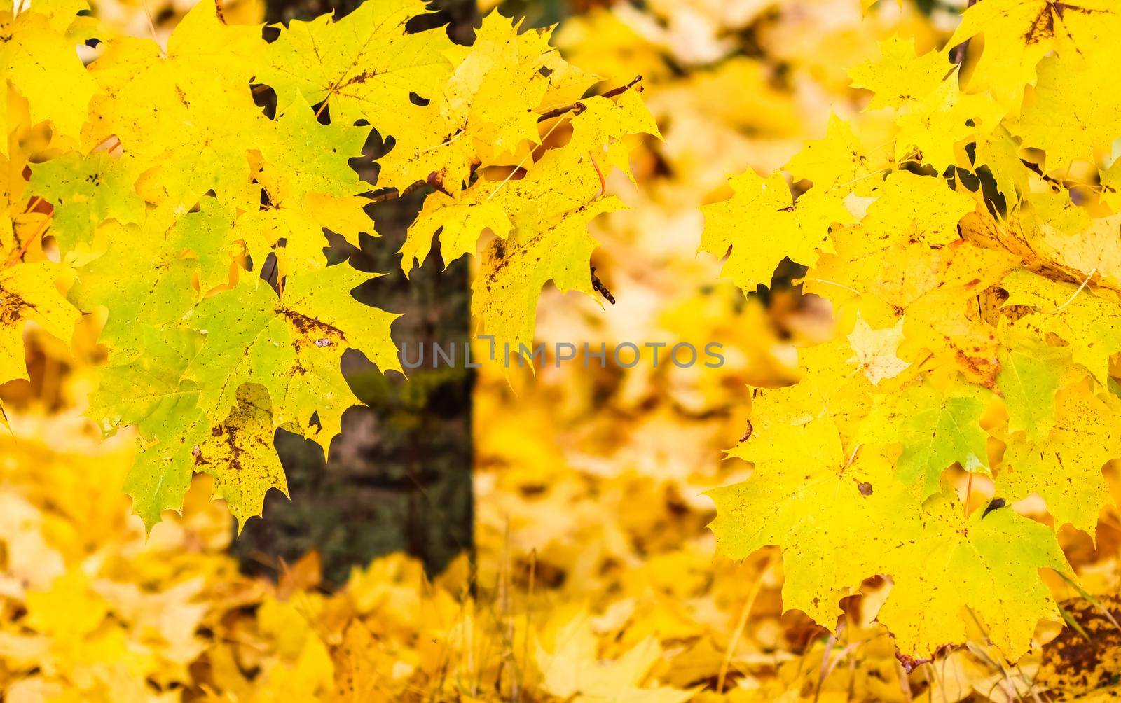 Bright colorful autumn leaves on the maple in sunny day