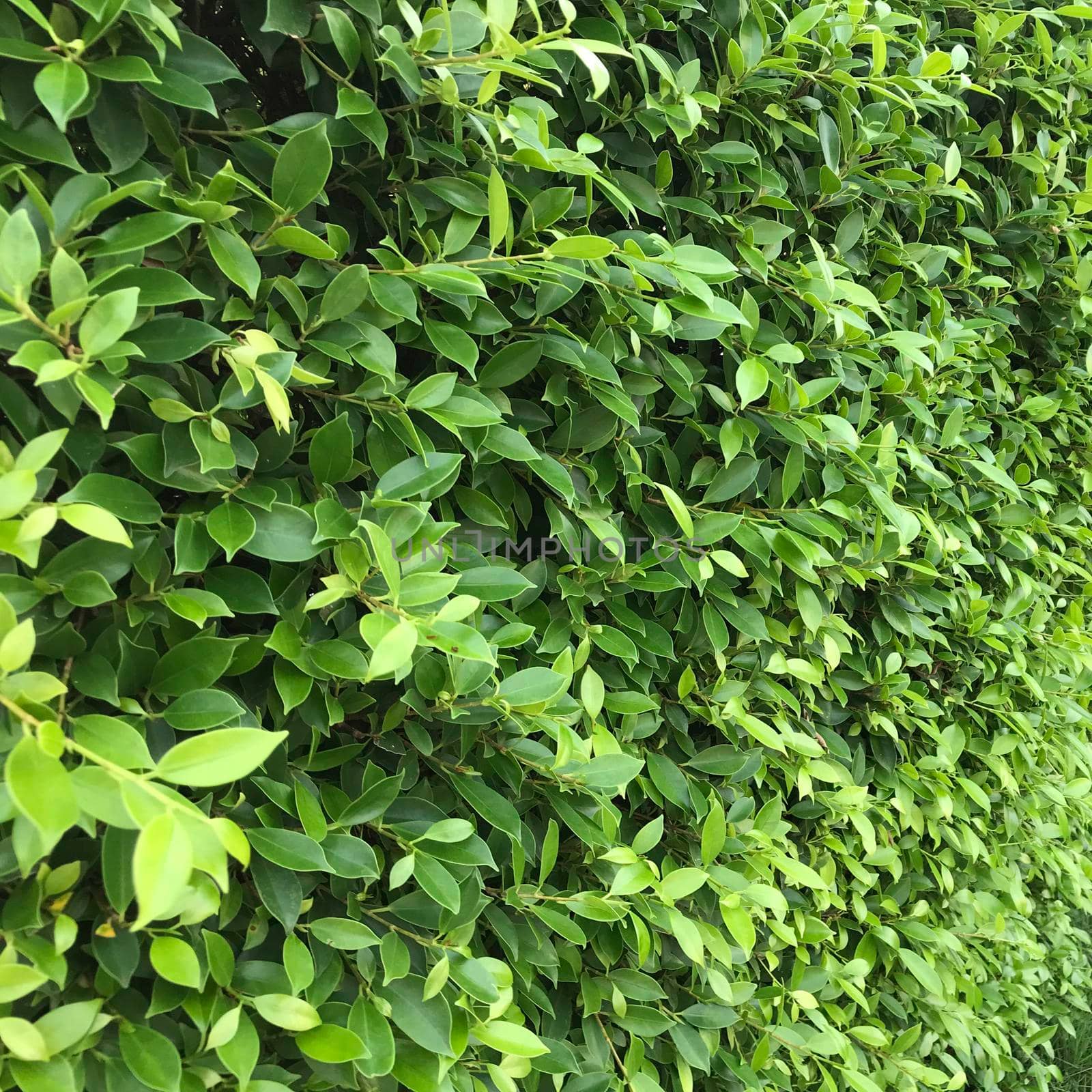 A wall or fence made of green leafy plants, nature textured background.