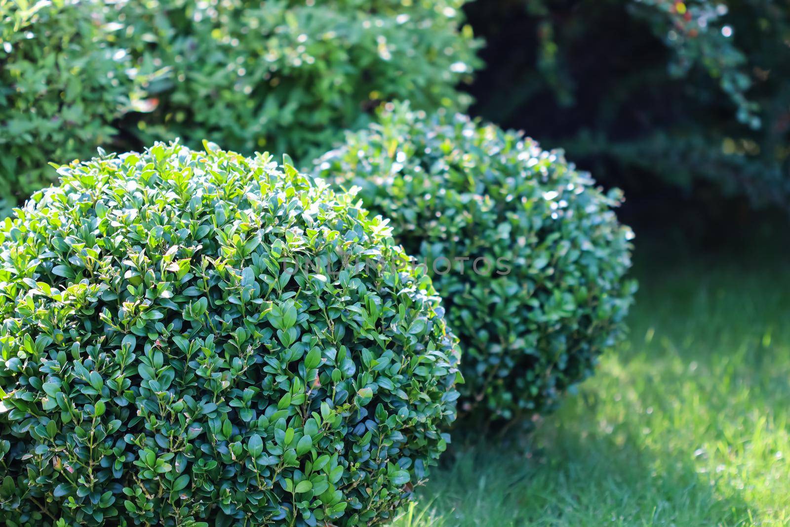 Landscaping of a garden with a bright green lawn, colorful shrubs, decorative evergreen plants and shaped boxwood (Buxus Sempervirens) in autumn. Gardening concept.