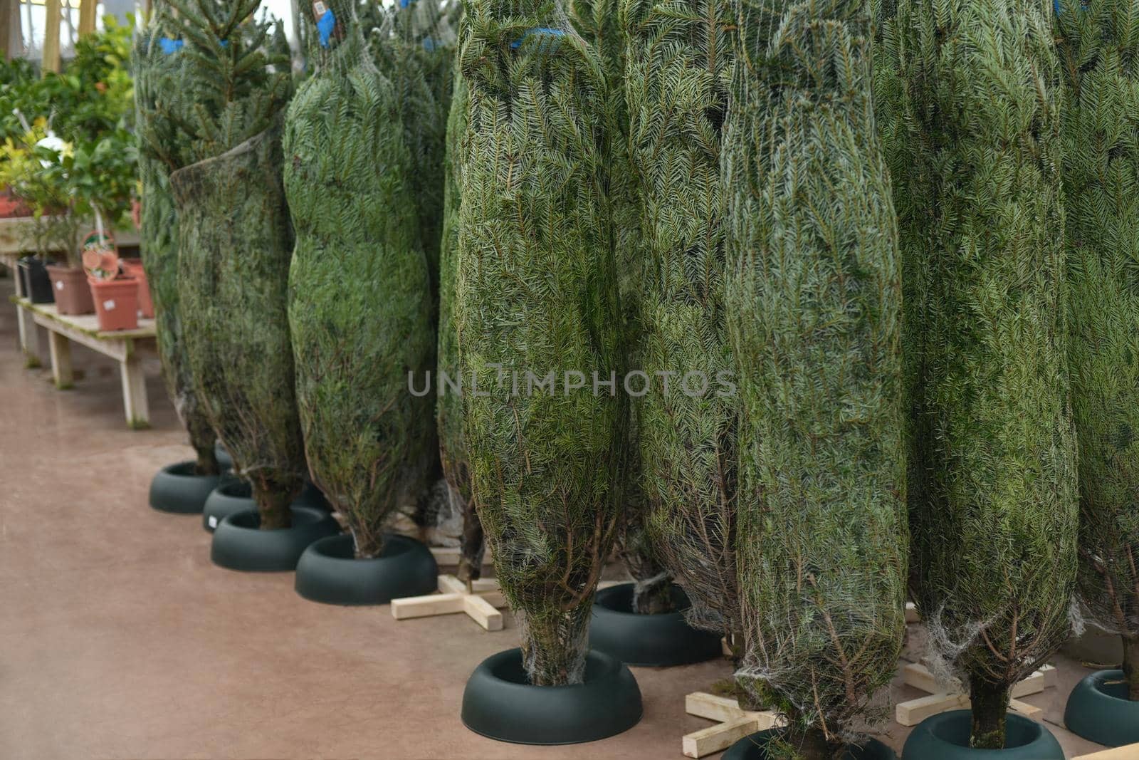Christmas trees wrapped in a net for sale at a market