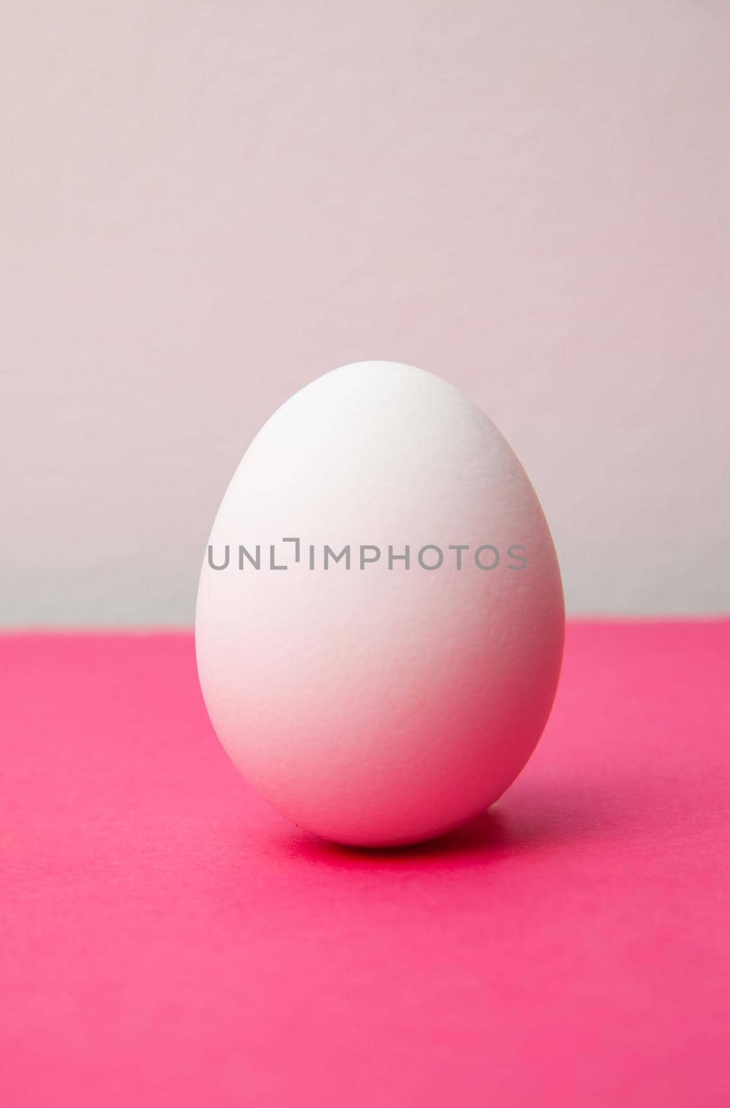 Single white oval whole chicken egg placed on bright pink background in studio