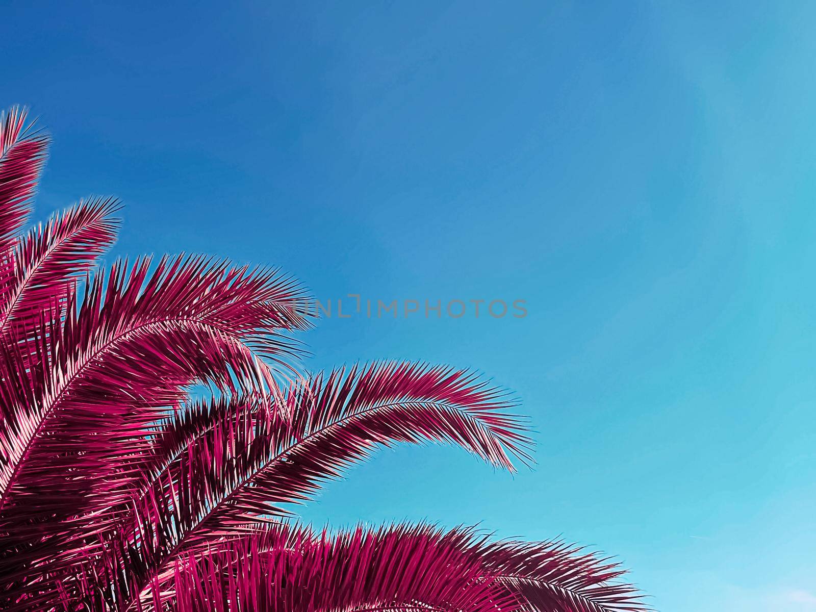 Pop art and tropical nature concept. Red palm tree leaves and blue sky as vintage summer background.