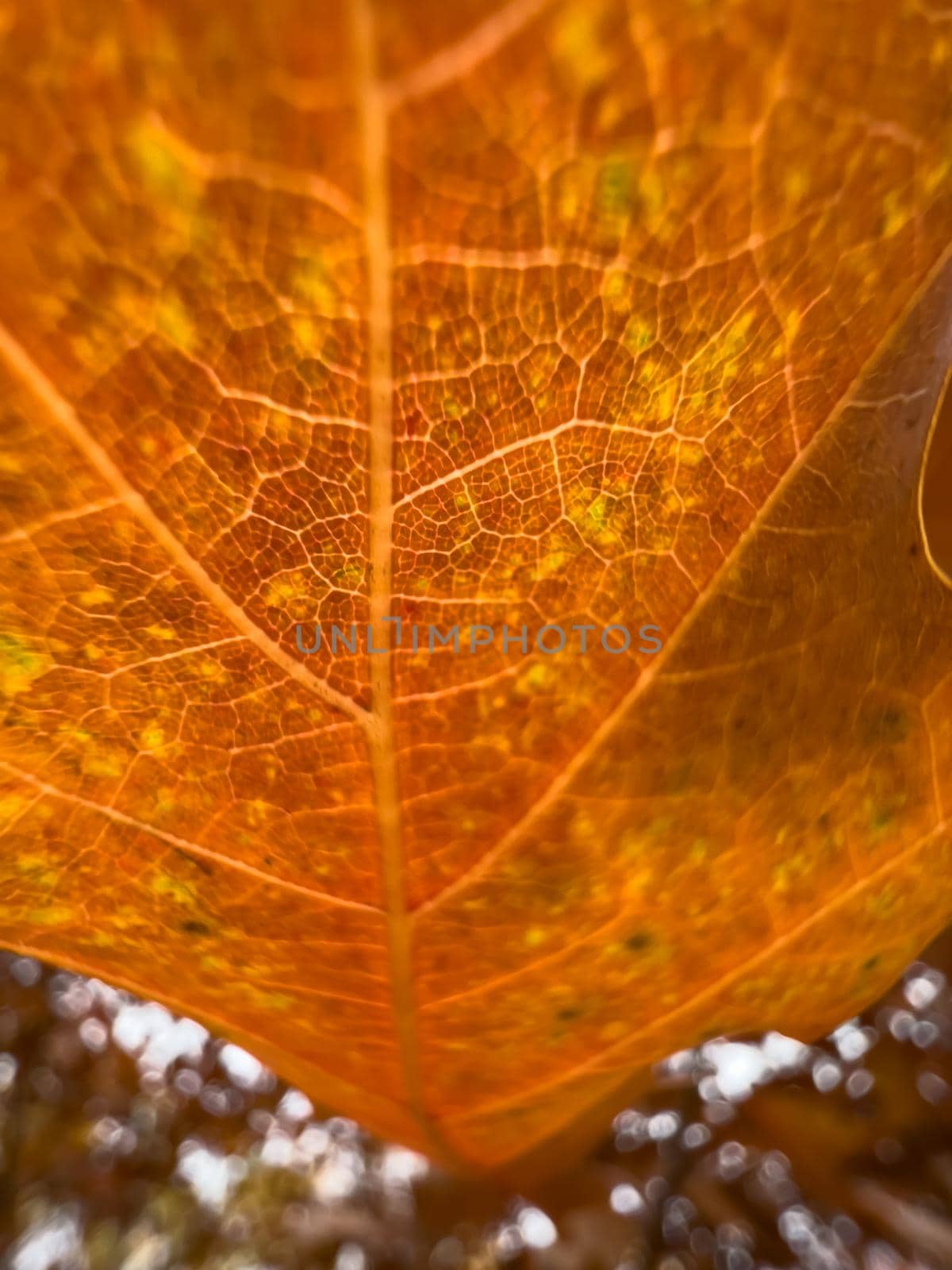 The macro view of a red leaf, the leaf is shining through the sun, autumn is in full swing. High quality photo