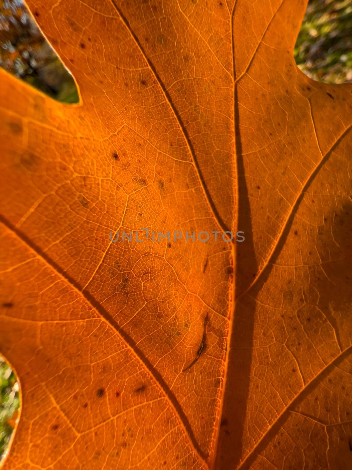 The macro view of a red leaf, the leaf is shining through the sun, autumn is in full swing. High quality photo