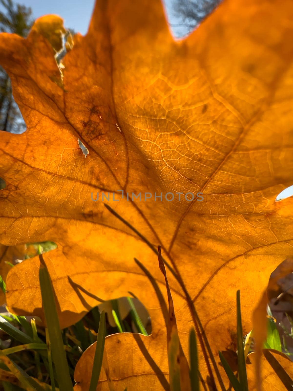 The close-up view of an orange leaf heading in the wind, the leaf is shining through the sun, autumn is in full swing. High quality photo