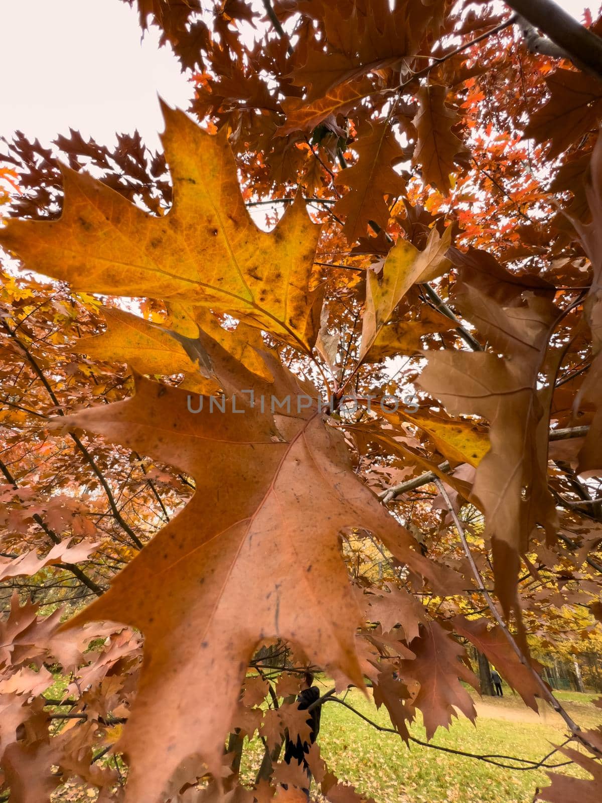 The close-up view of an orange leaf heading in the wind, the leaf is shining through the sun, autumn is in full swing. High quality photo