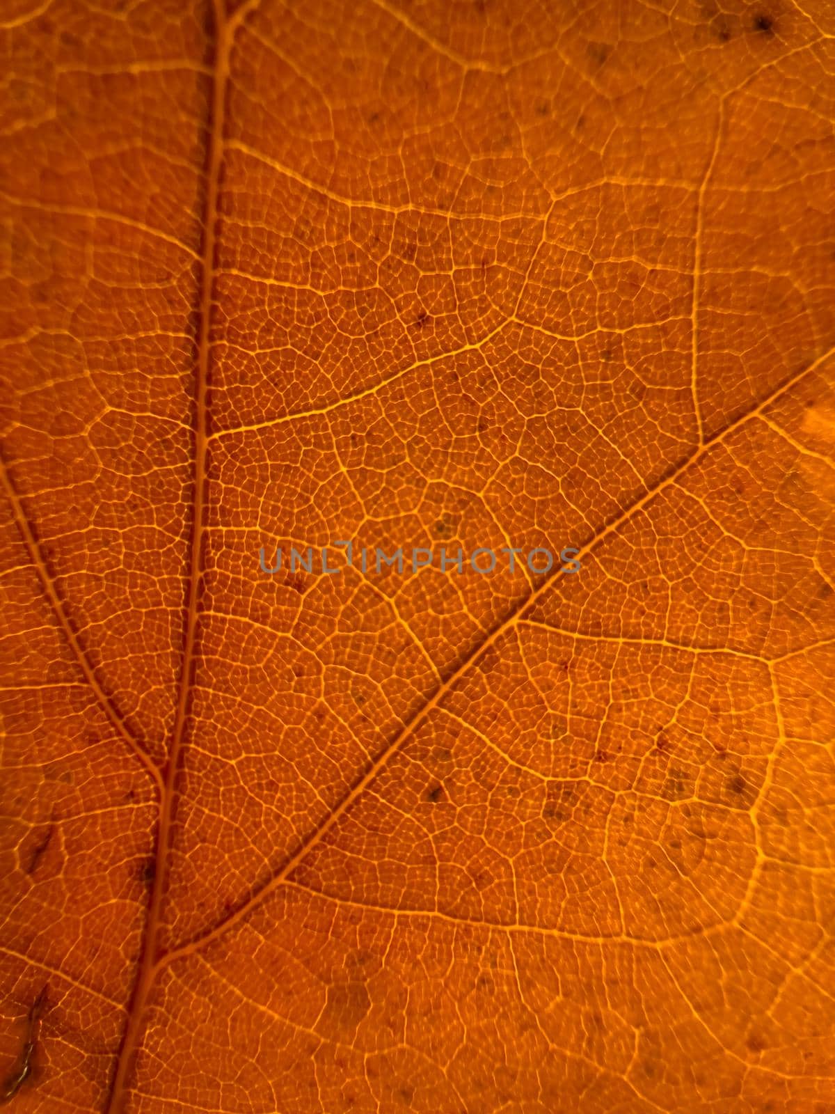 The macro view of a red leaf, the leaf is shining through the sun, autumn is in full swing. High quality photo