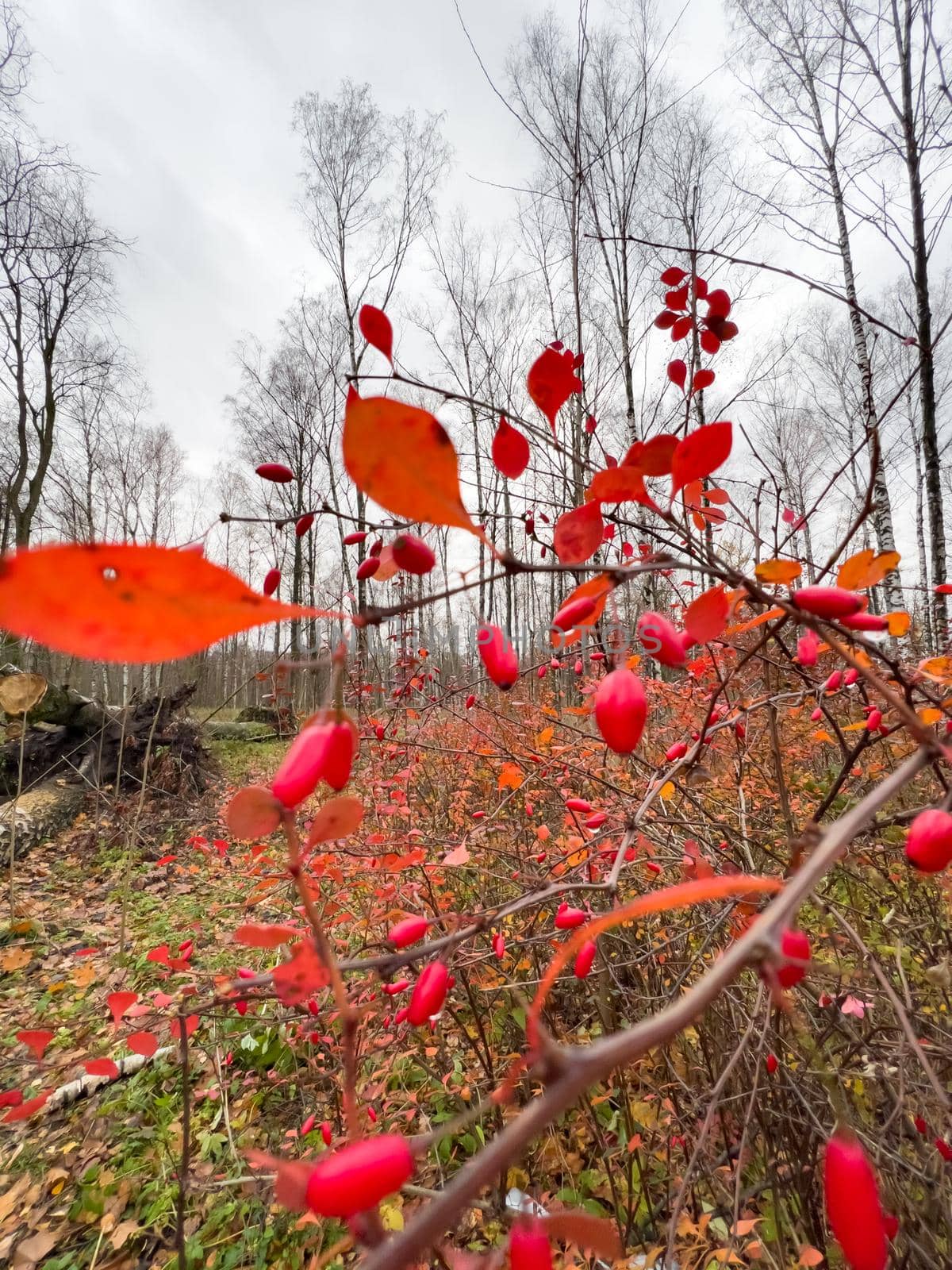 The close-up view of red rowan berries on branches against the background of an autumn park, yellow leaves and black tree branches. High quality photo