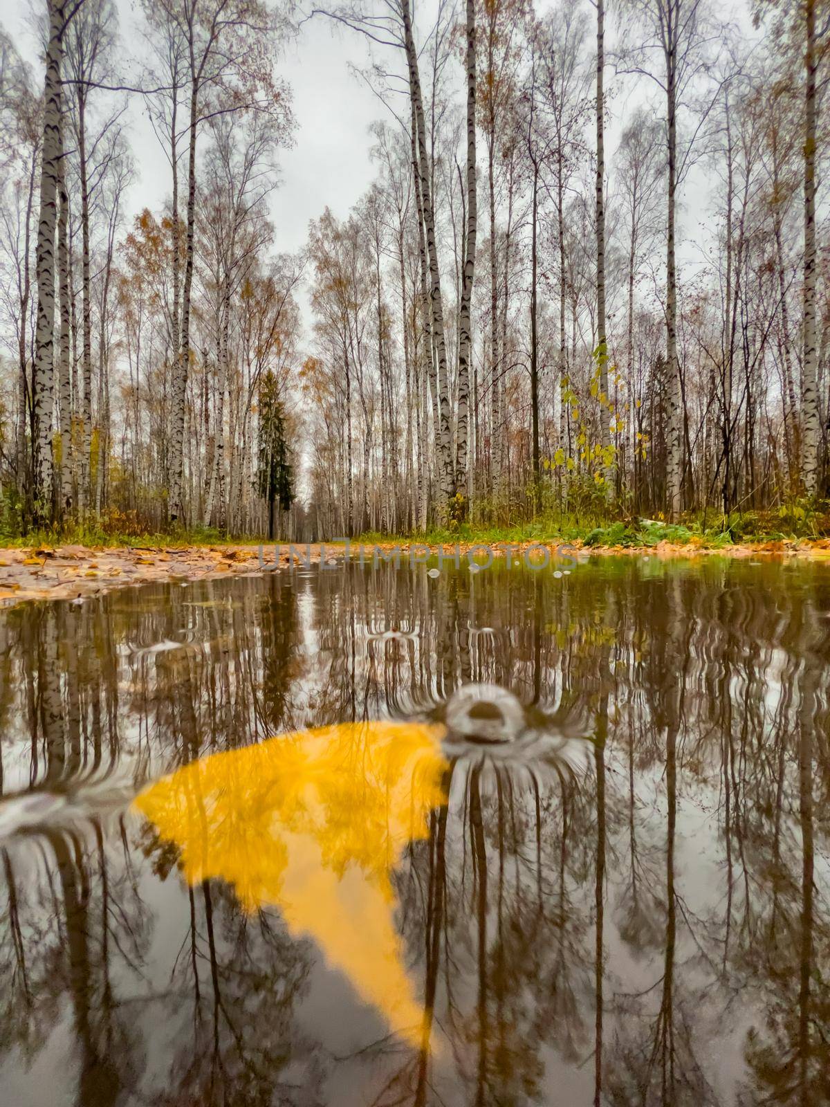 The pool in the autumn park, yellow leaves on trees and on the ground, naked trees, walking people, rainy weather. High quality photo