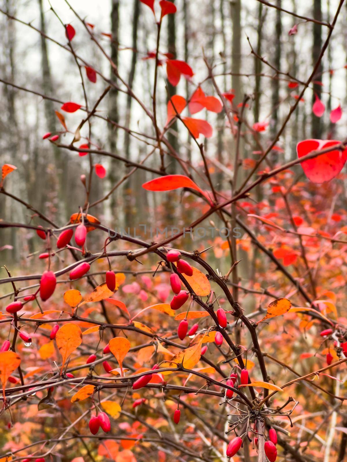 The close-up view of red rowan berries on branches against the background of an autumn park, yellow leaves and black tree branches. High quality photo